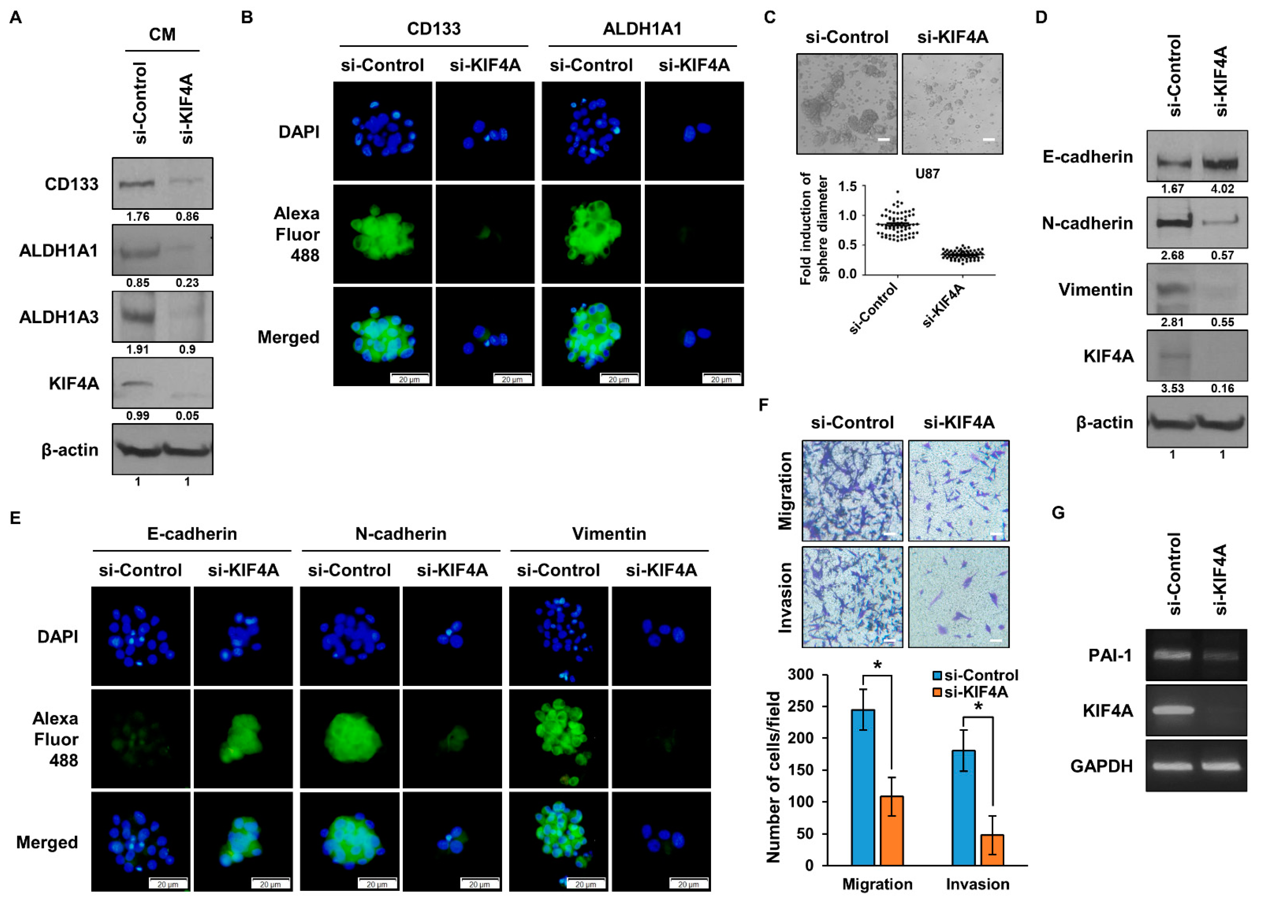Cancers 15 05523 g005