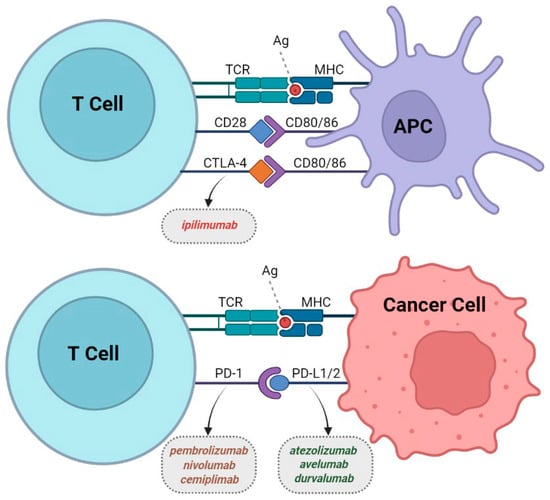 Cancers | Free Full-Text | Clinical Application of ImmunoPET Targeting ...