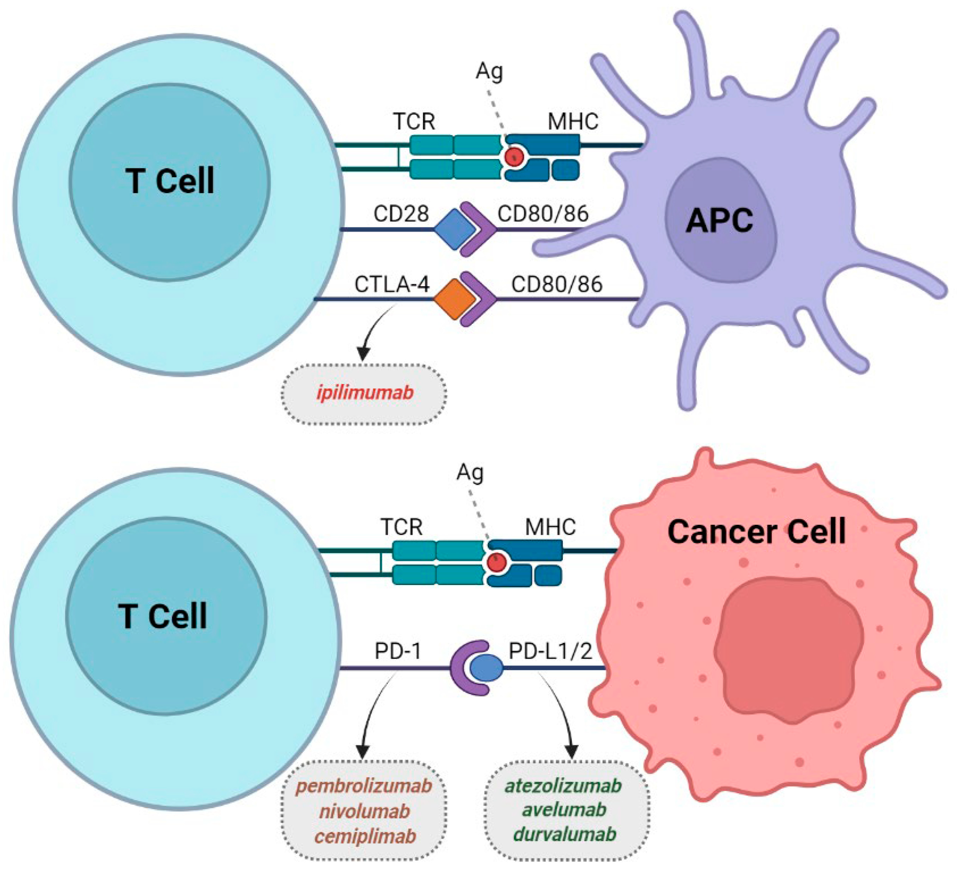 Cancers | Free Full-Text | Clinical Application of ImmunoPET Targeting  Checkpoint Inhibitors