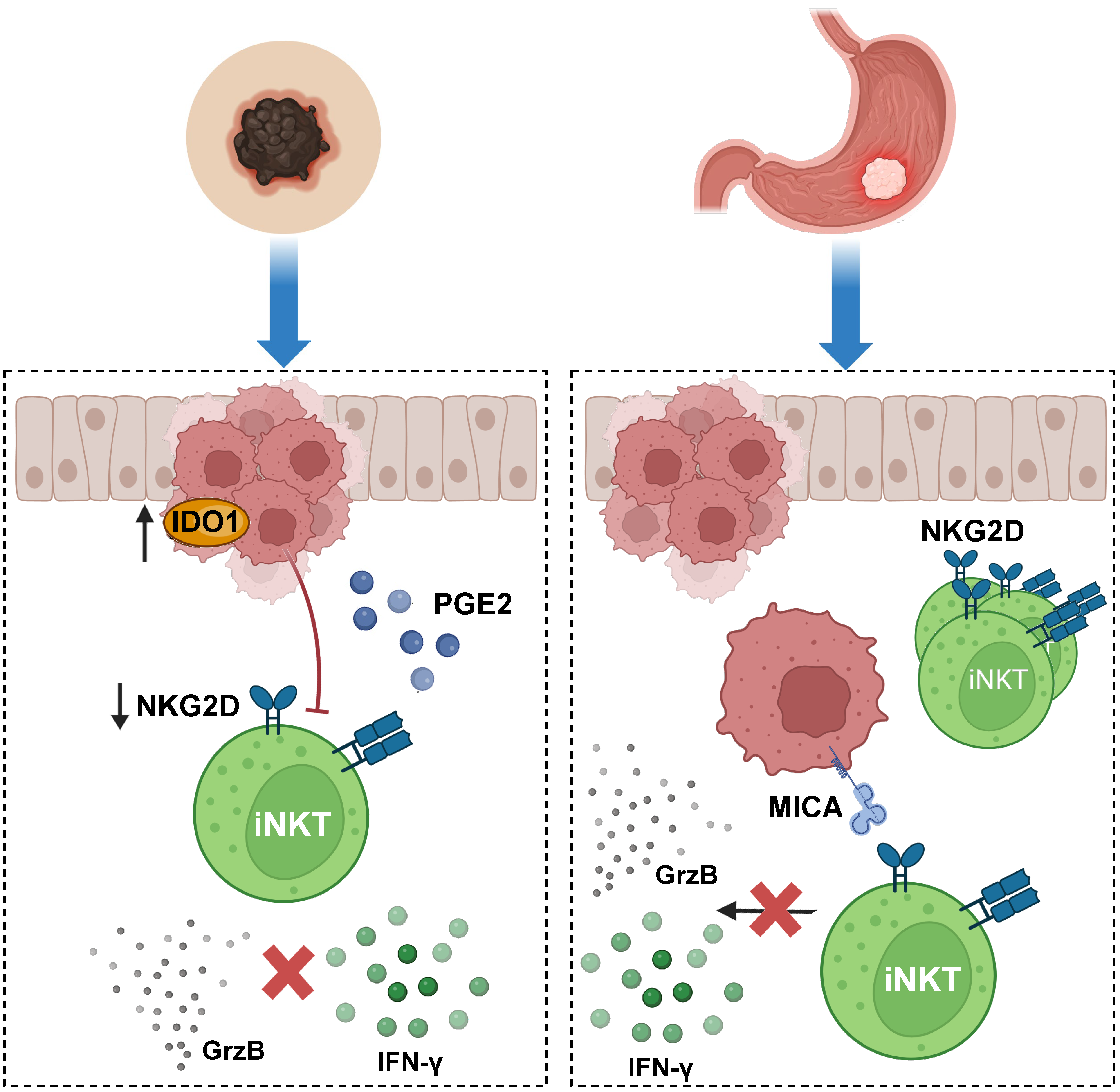 Cancers 15 05737 g005