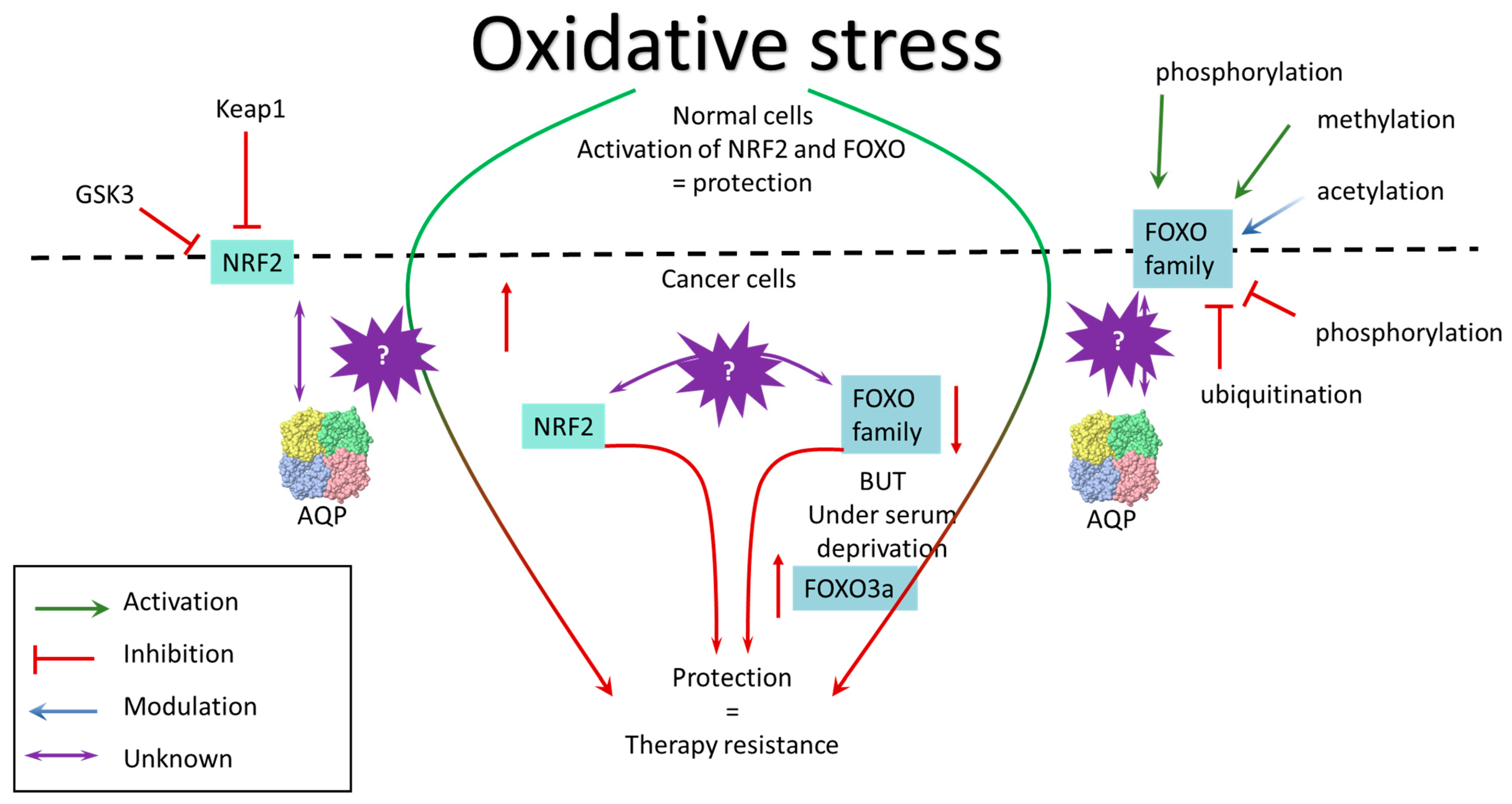 Cancers 15 05747 g002