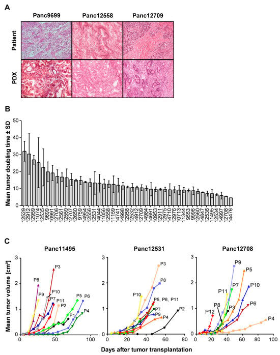 Cancers | Free Full-Text | Establishment and Thorough Characterization of  Xenograft (PDX) Models Derived from Patients with Pancreatic Cancer for  Molecular Analyses and Chemosensitivity Testing