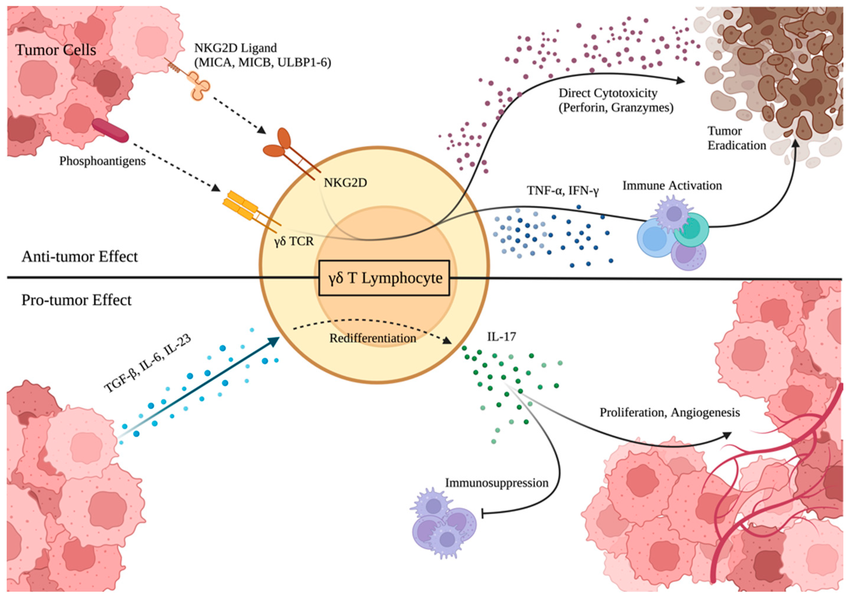 Cancers 15 05784 g002