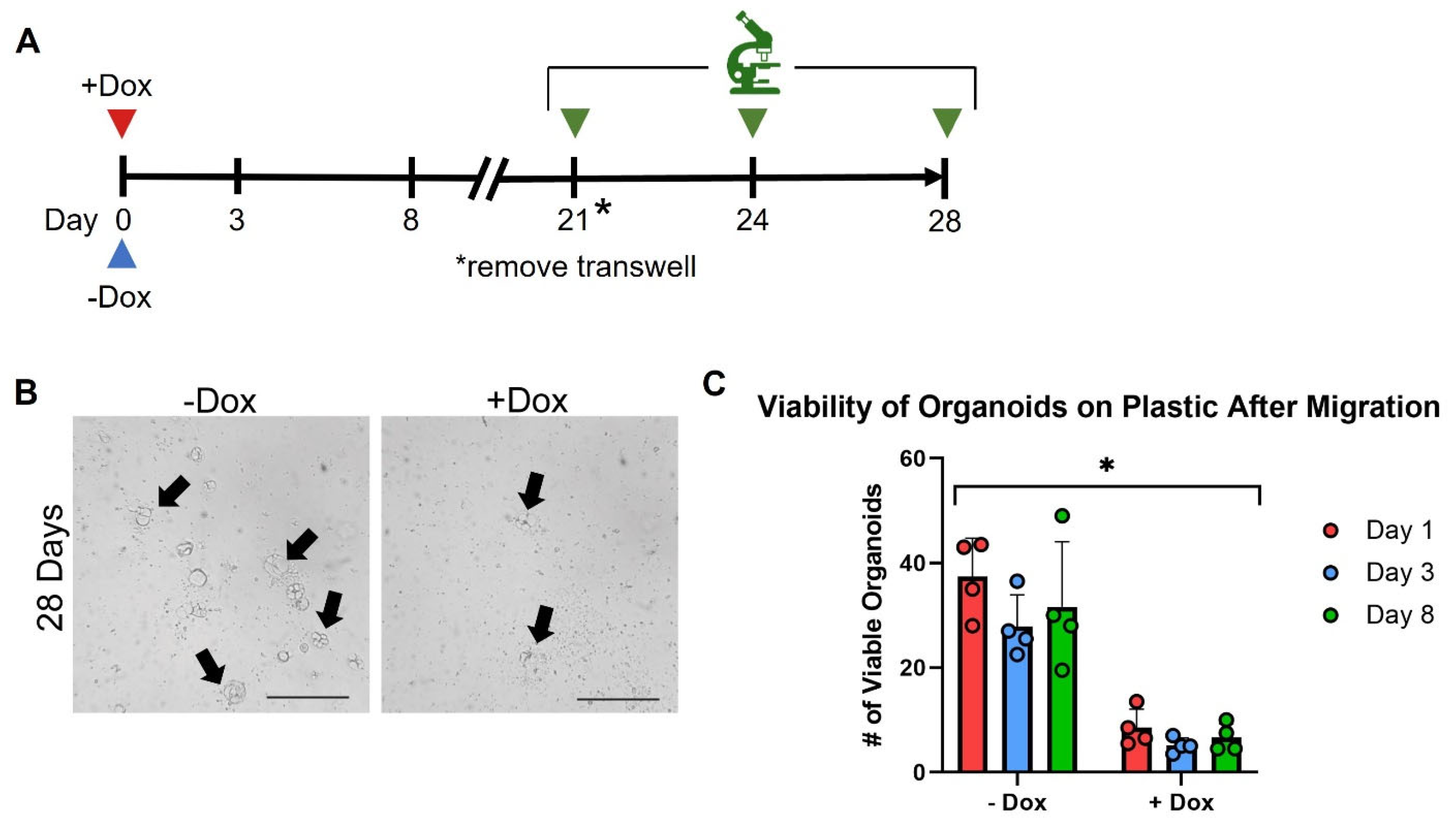 Cancers | Free Full-Text | In Vitro Organoid-Based Assays Reveal SMAD4 ...