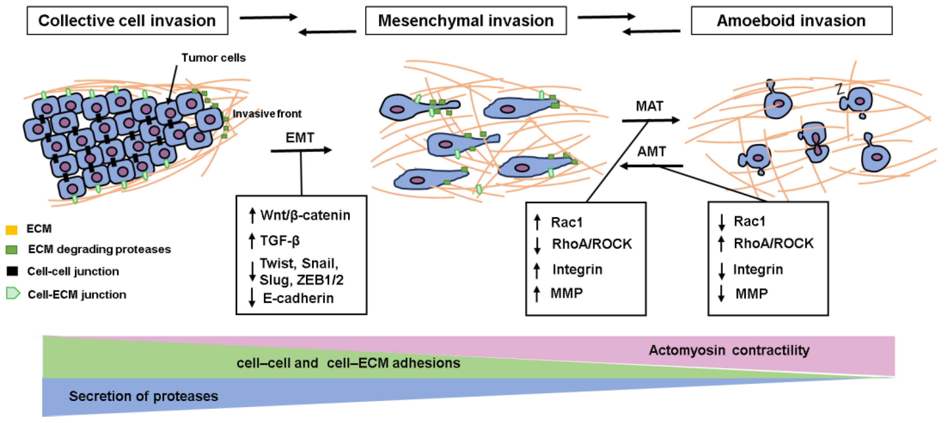 Cancers | Free Full-Text | Molecular Insight into Gastric Cancer 