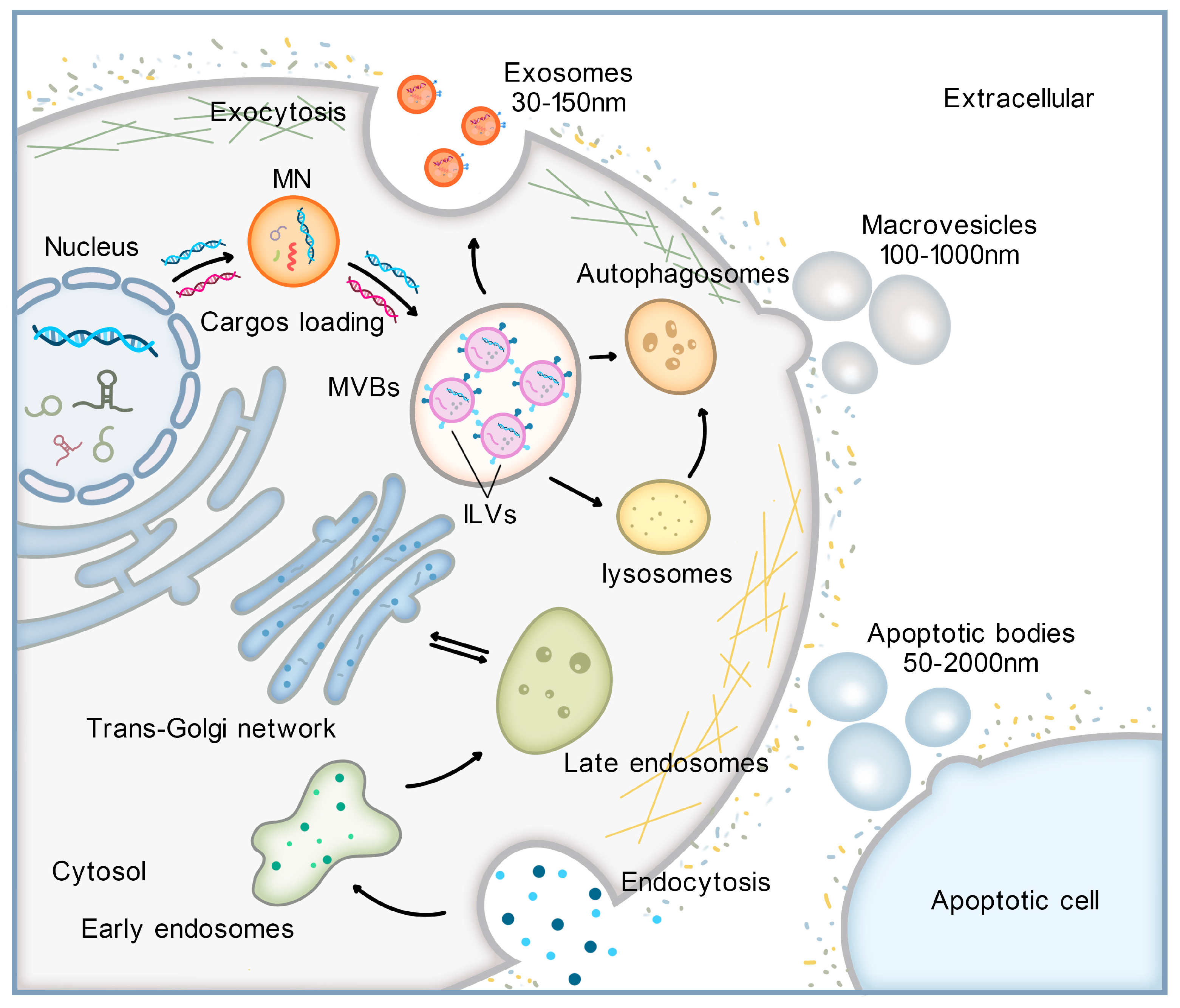 Cancers 16 00057 g002