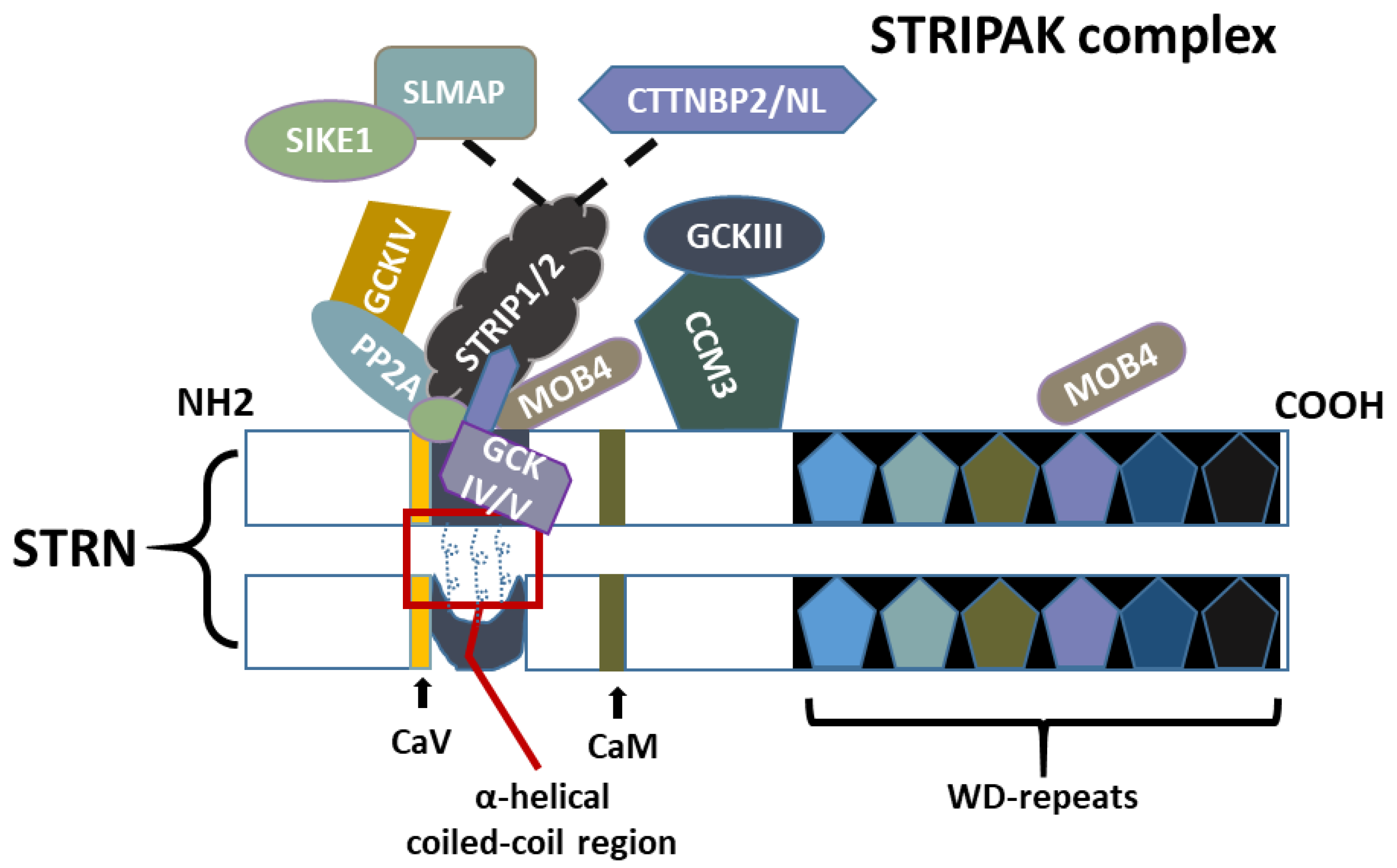 Cancers 16 00076 g002 Cancers 16 00076 g002