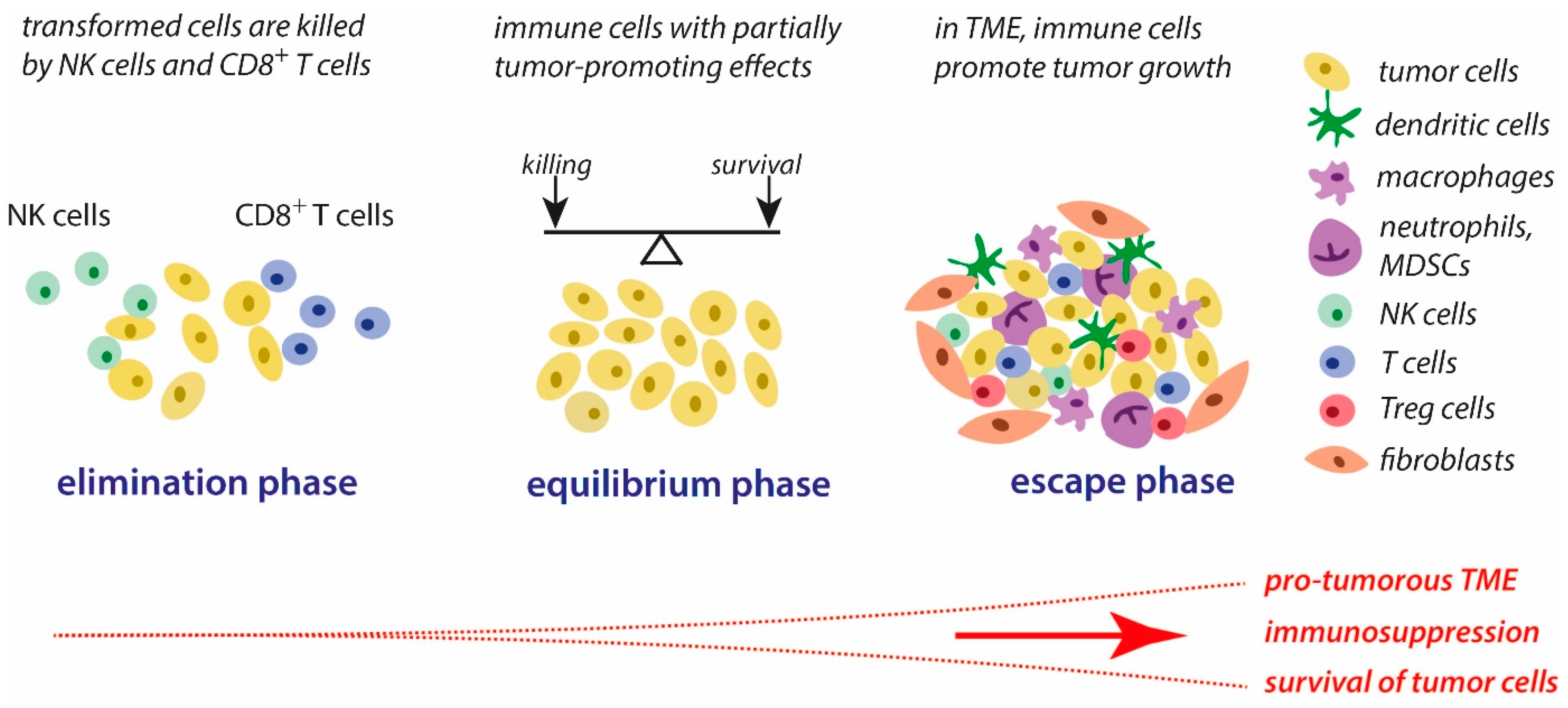 Cancers Free Full Text Inflammation Associated Cytotoxic