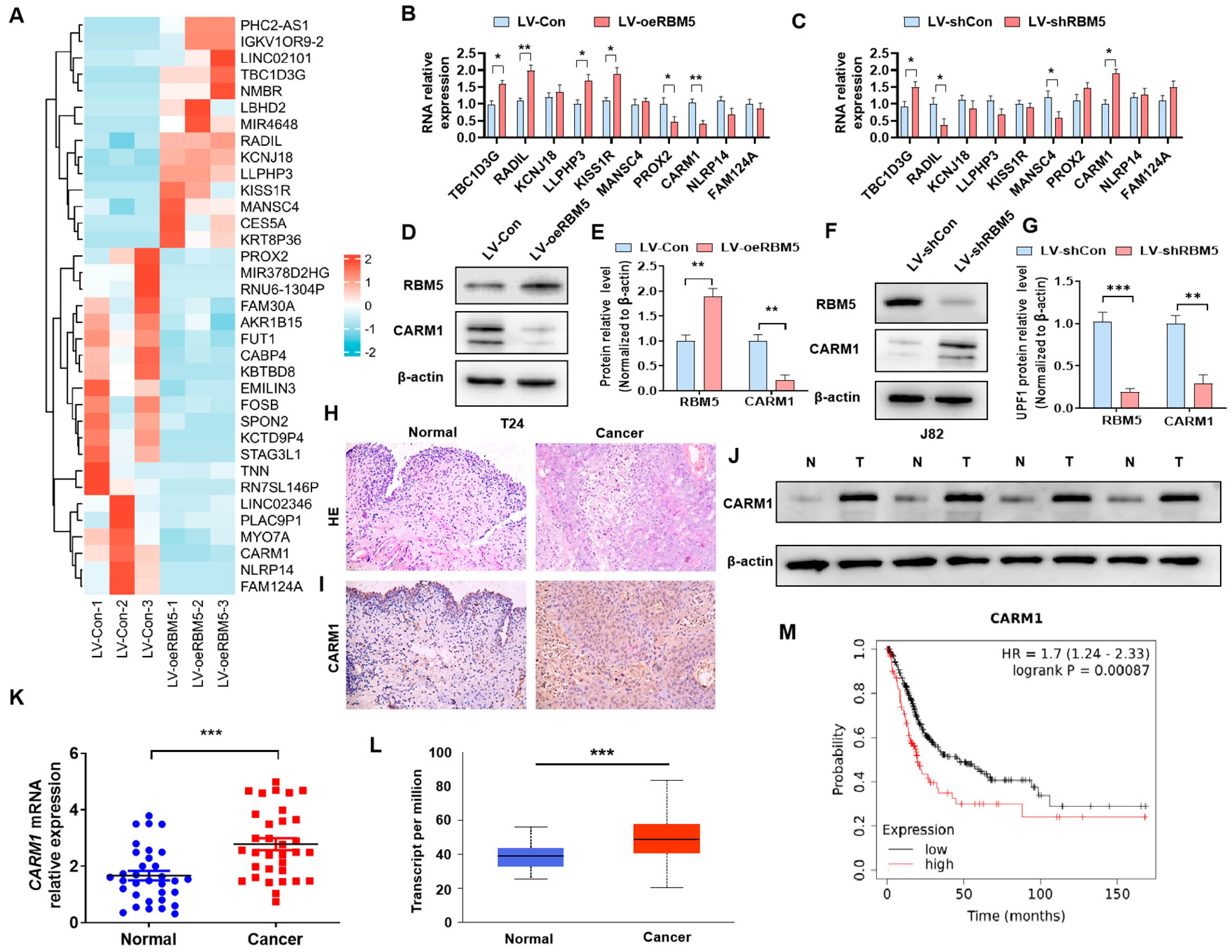 Cancers 16 00139 g001