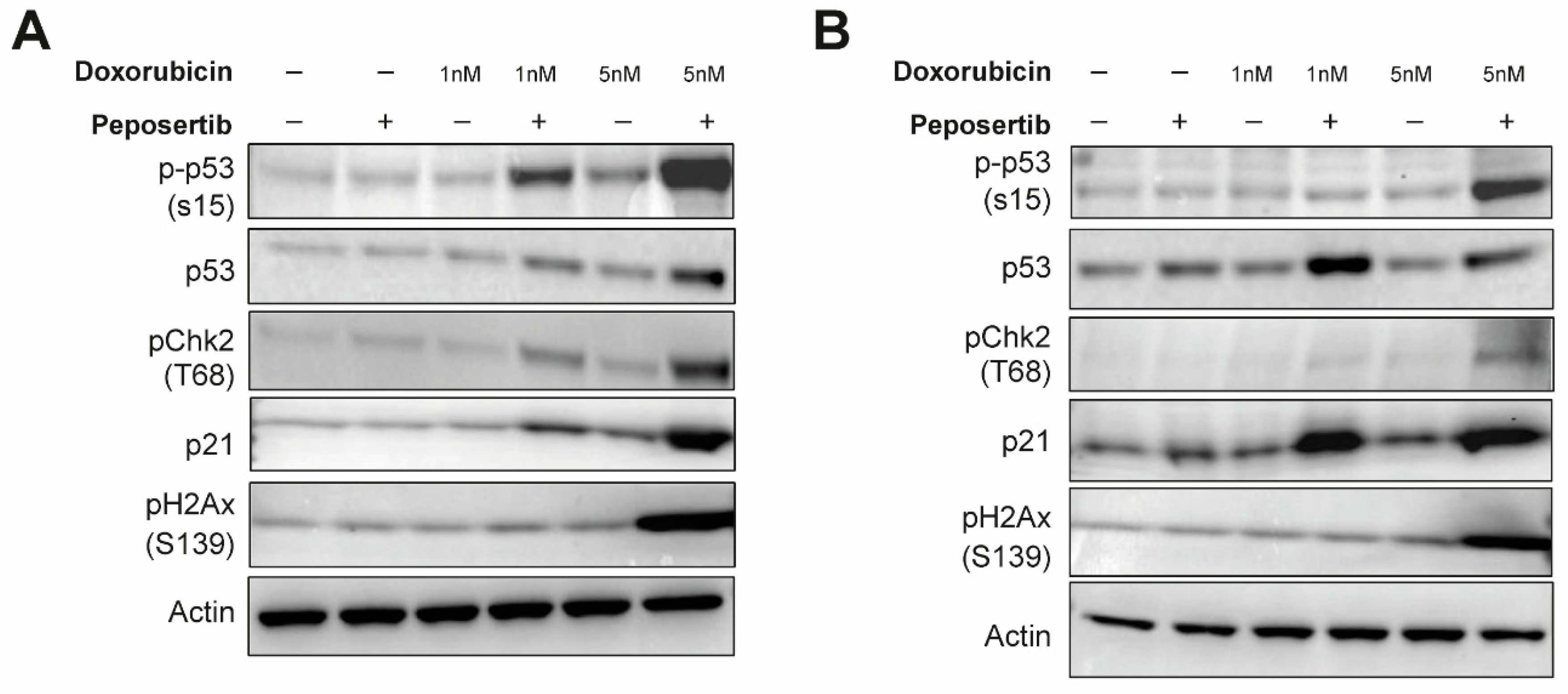 Cancers 16 00189 g004