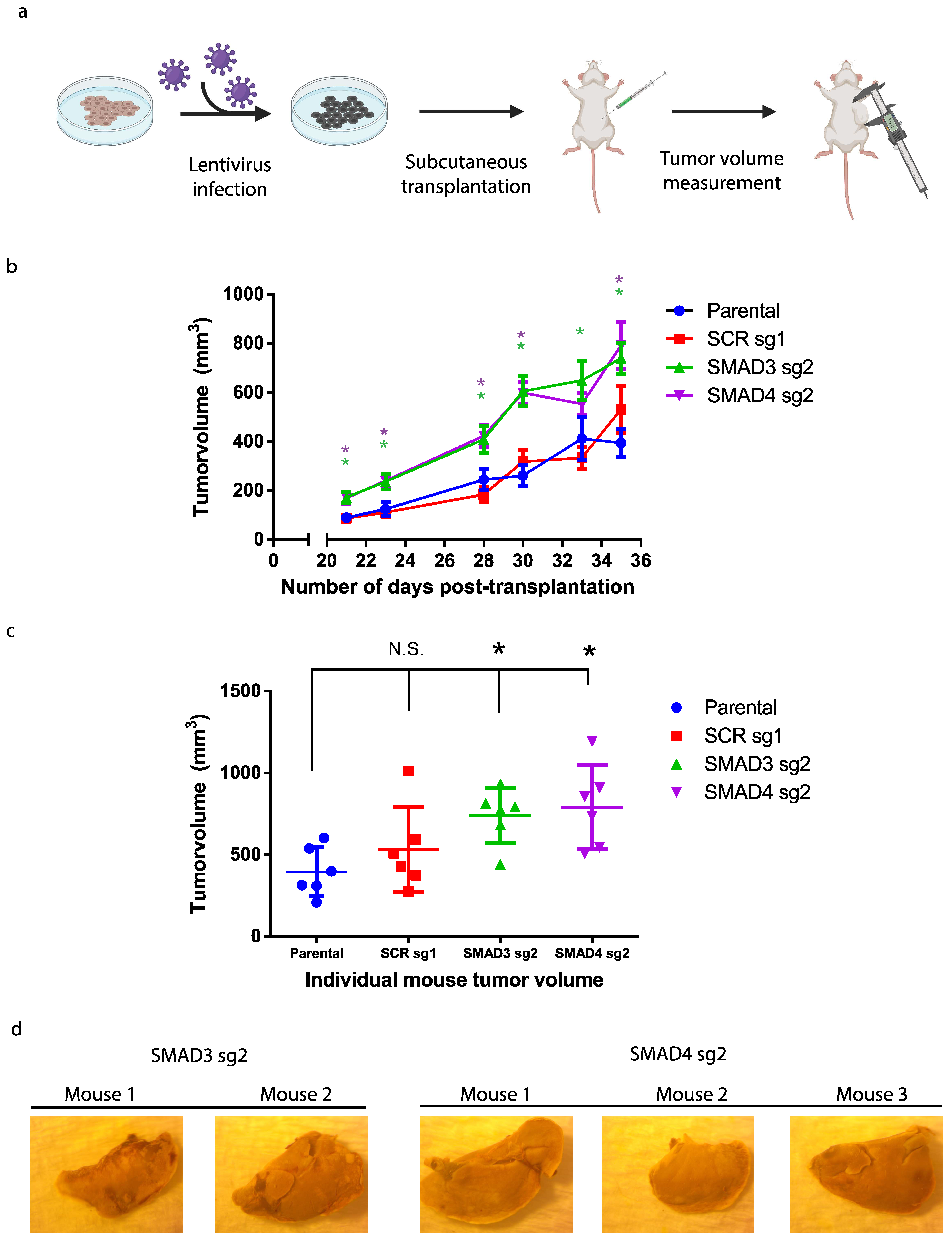 Cancers 16 00224 g004 Cancers 16 00224 g004