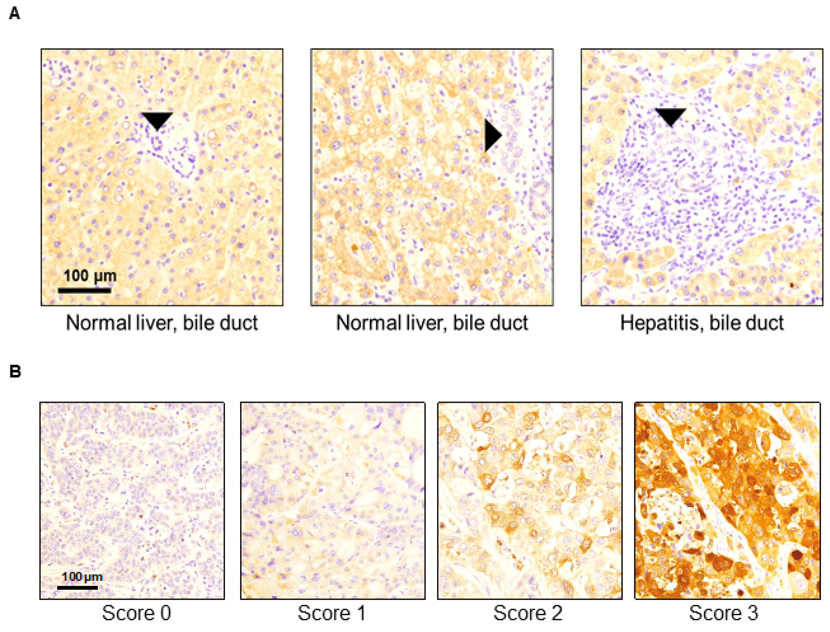 Cancers 16 00225 g001 Cancers 16 00225 g001