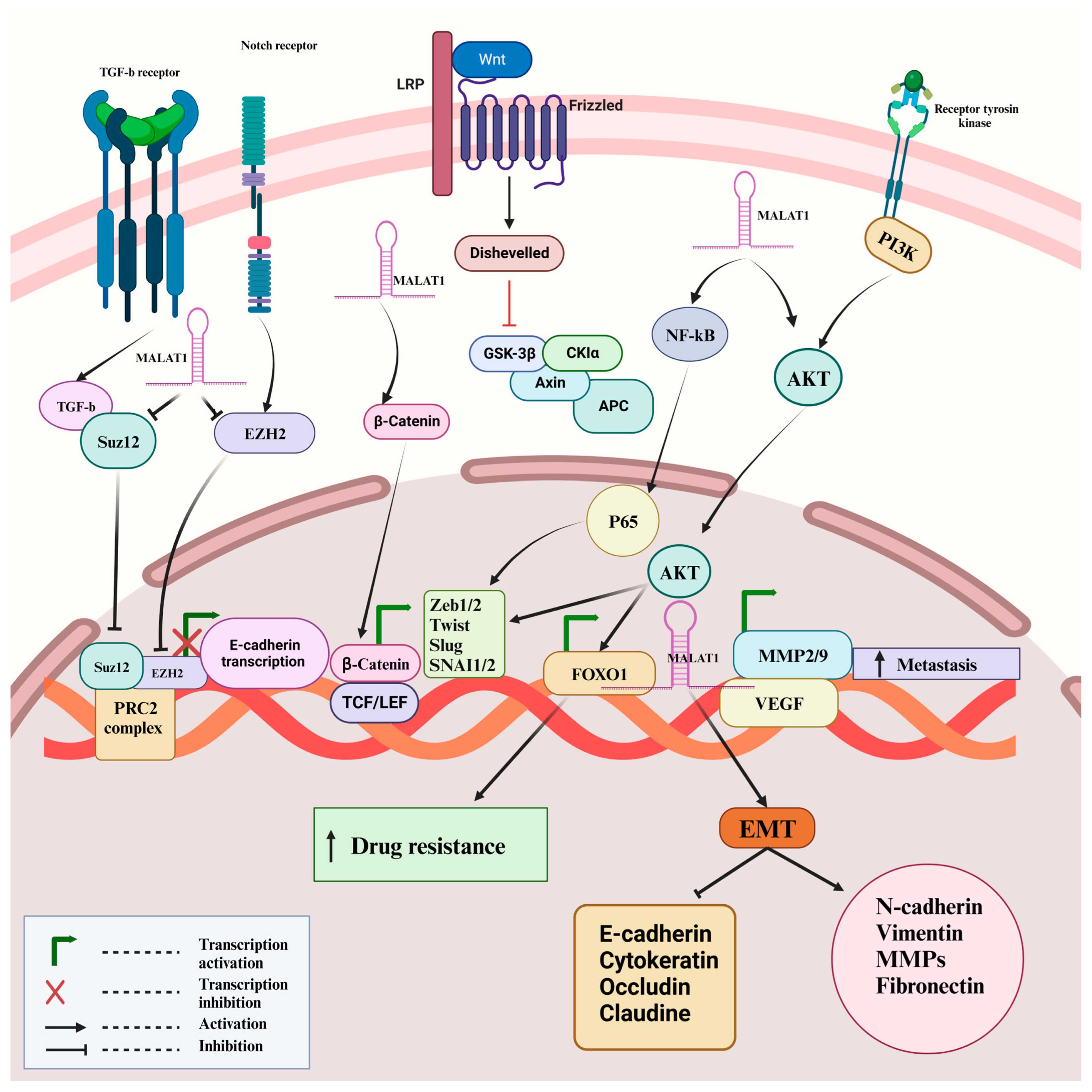 Cancers 16 00234 g004