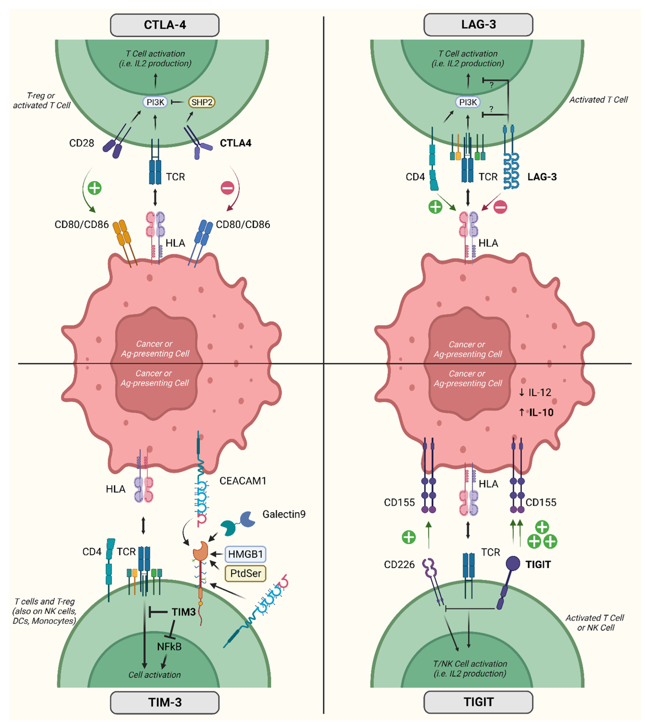 Cancers 16 00281 g002