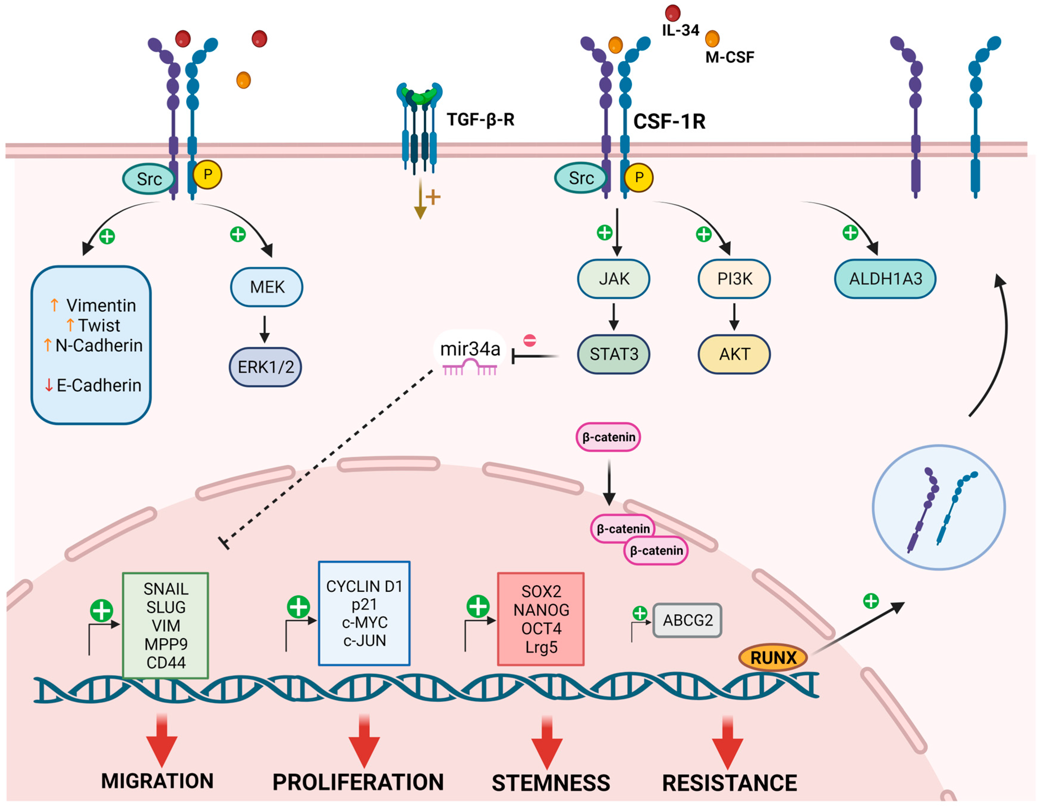 Cancers 16 00282 g002