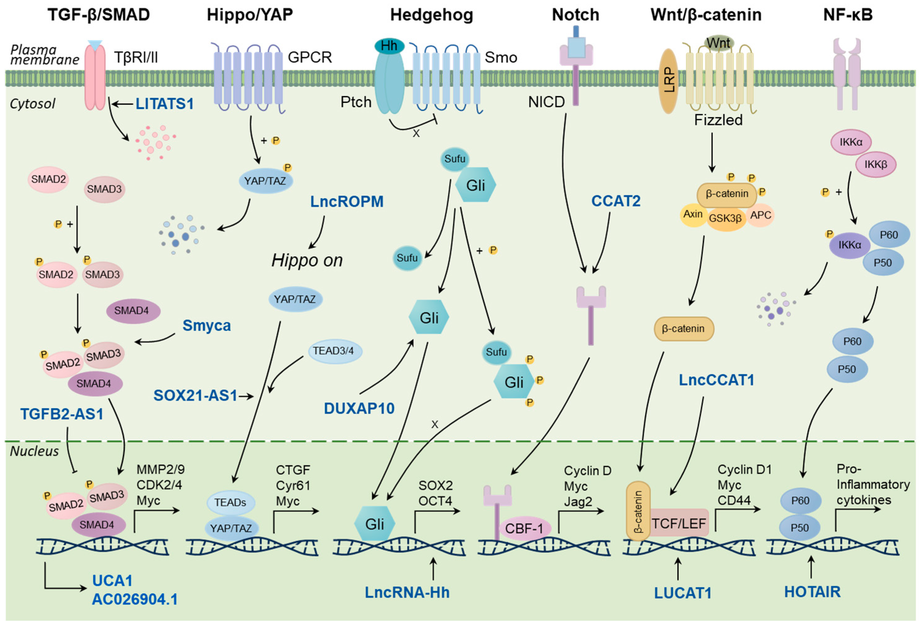 Cancers 16 00290 g001