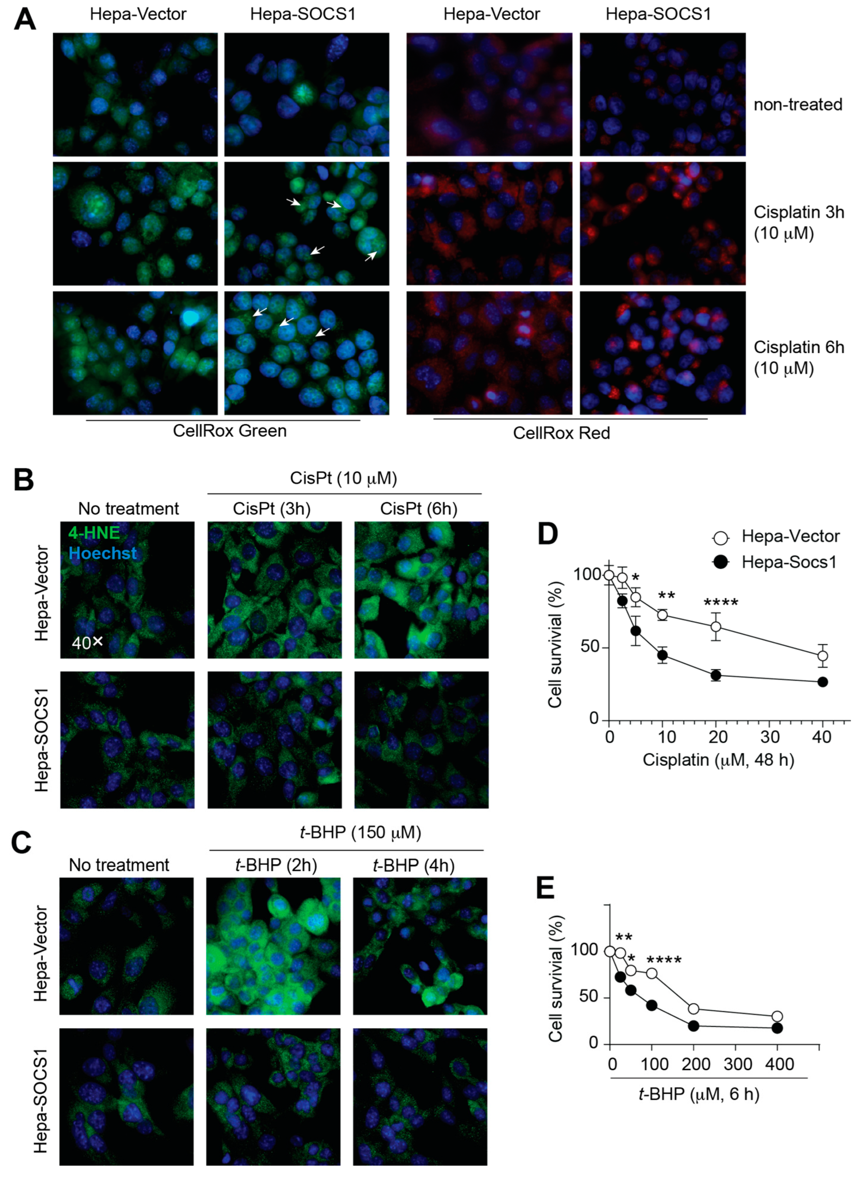 Cancers 16 00292 g004 Cancers 16 00292 g004