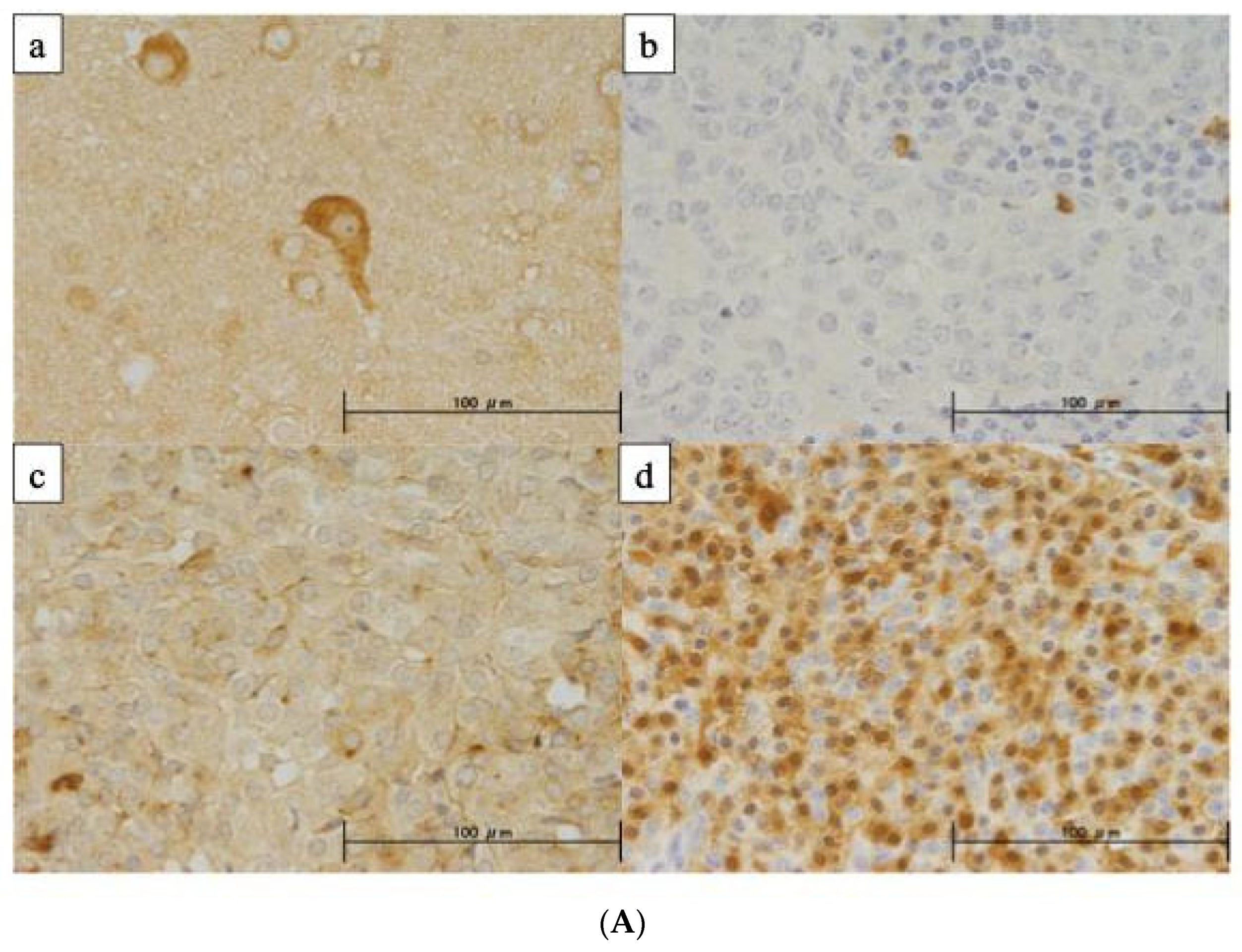 Cancers 16 00329 g005a
