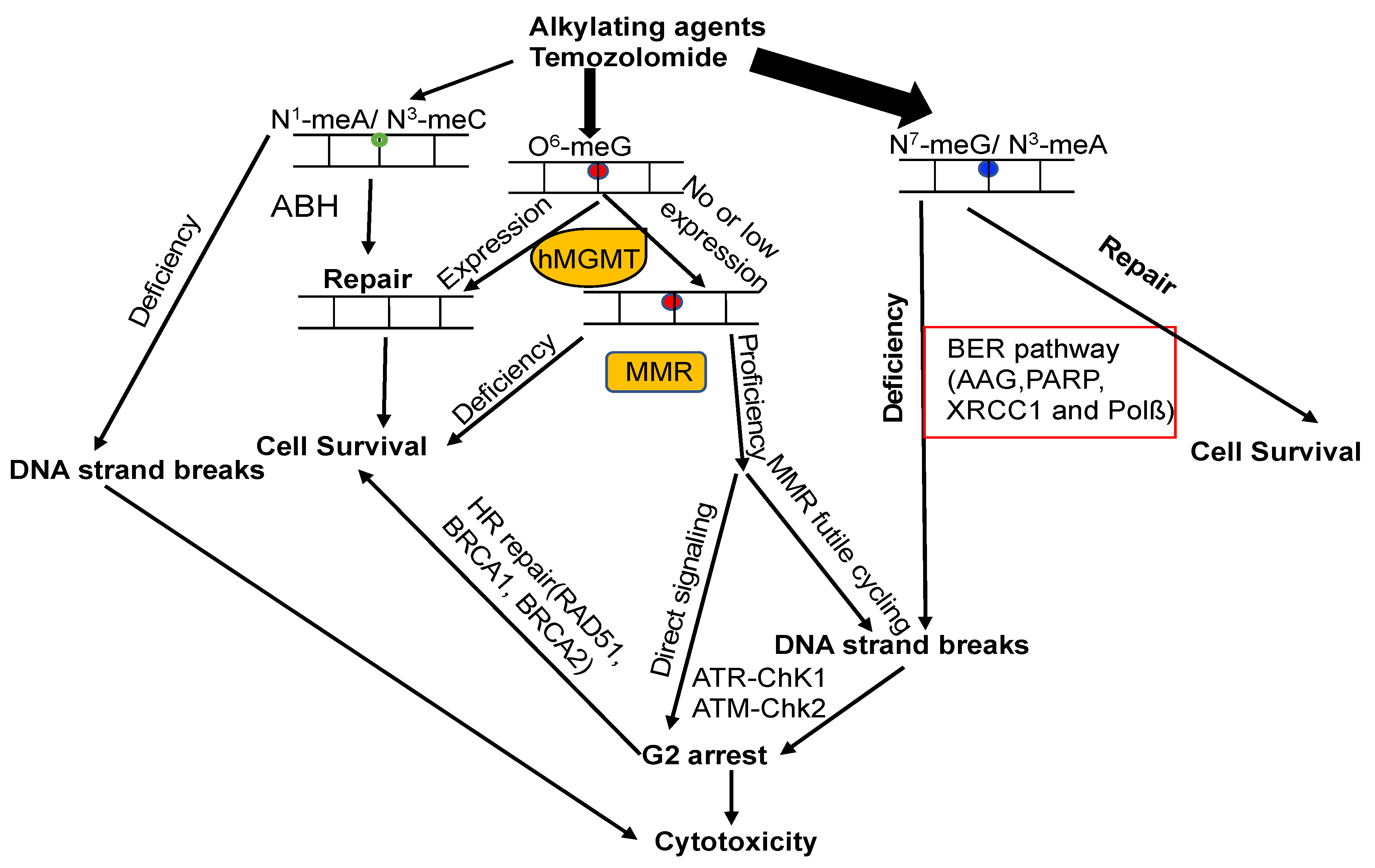 Cancers 16 00331 g005