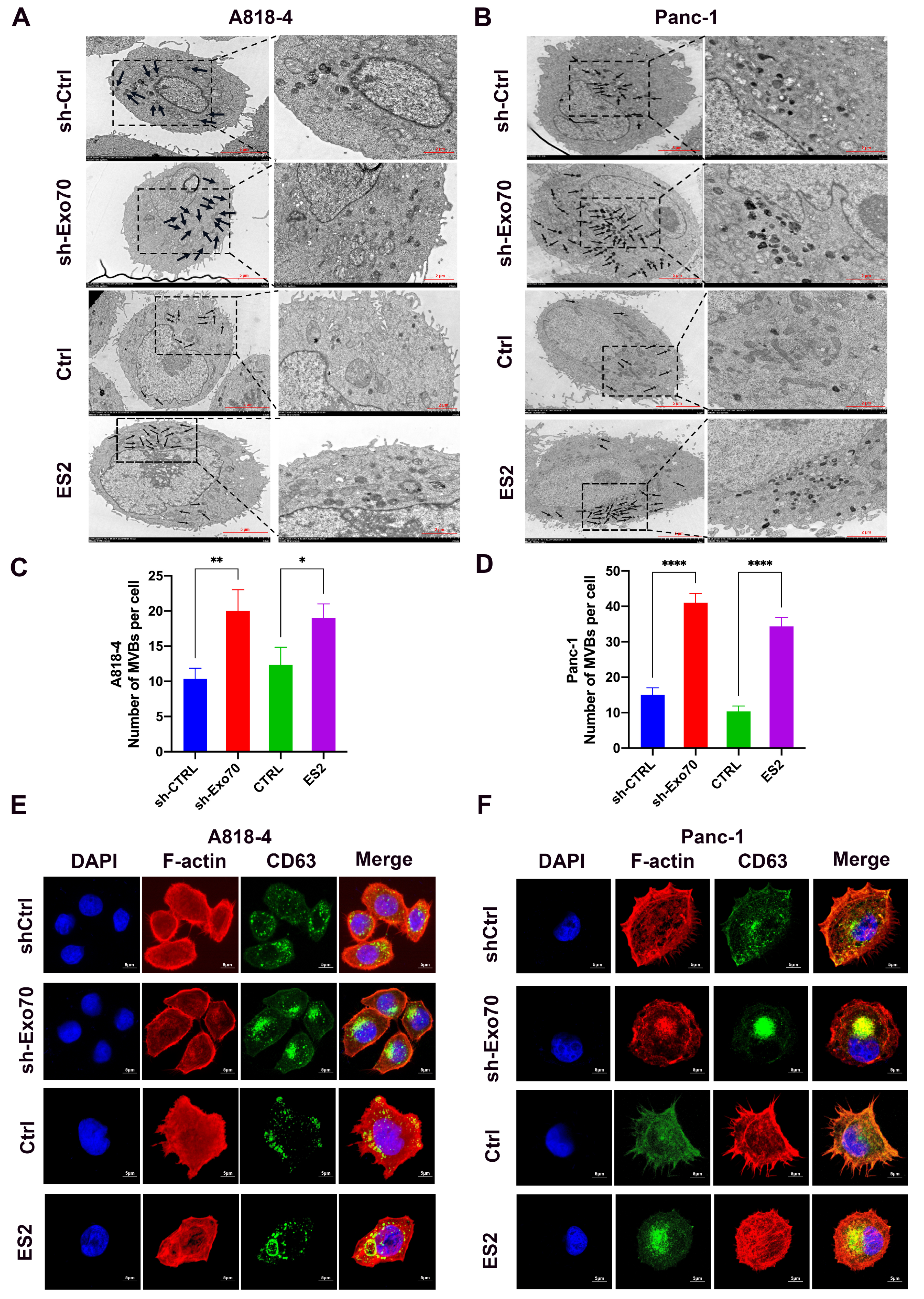 Cancers 16 00336 g004