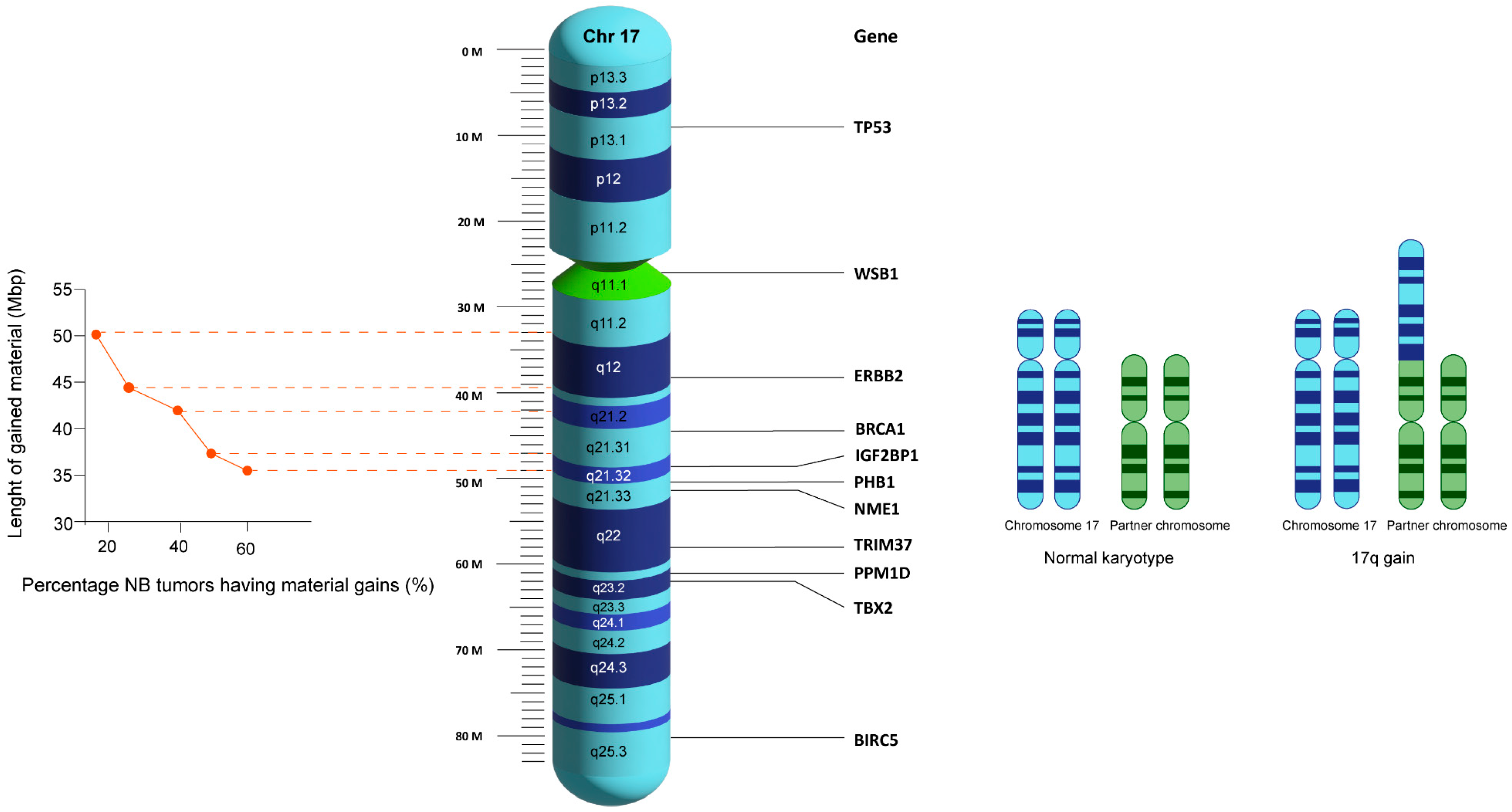 Cancers Free Full Text 17q Gain in Neuroblastoma A Review of