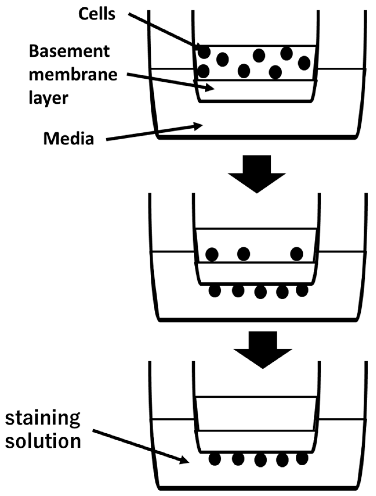 Cancers 16 00343 g001