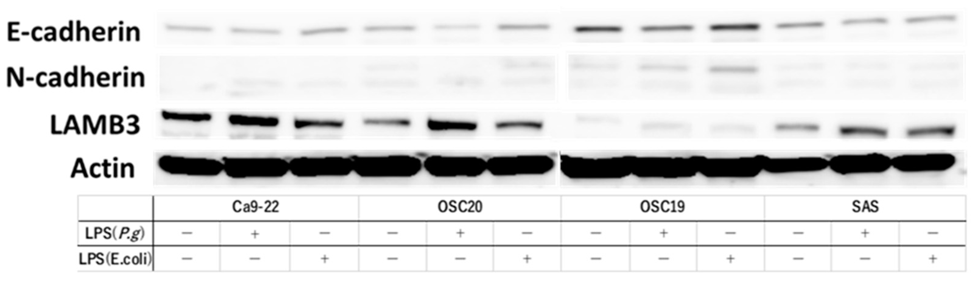 Cancers 16 00343 g003