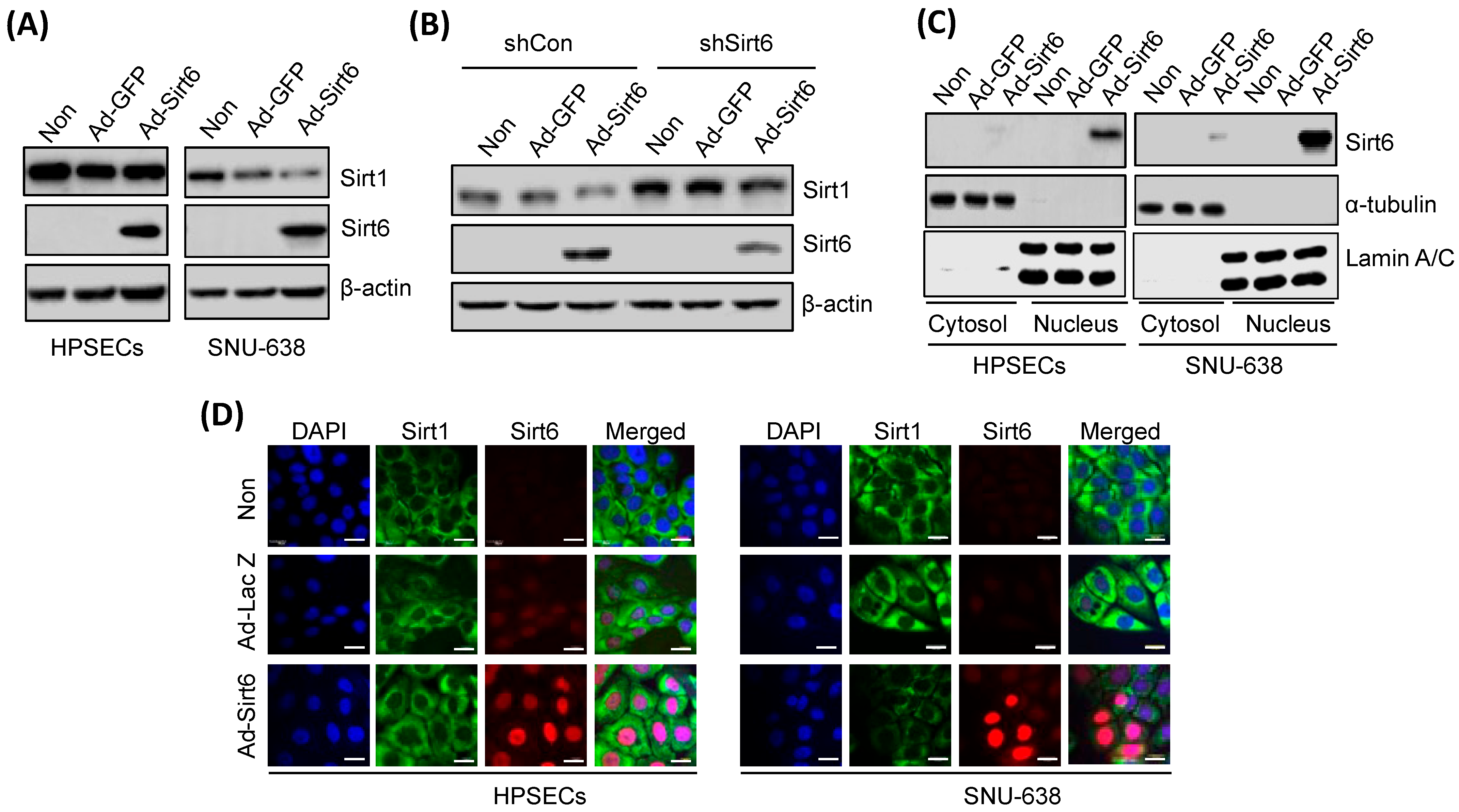 Cancers 16 00387 g004