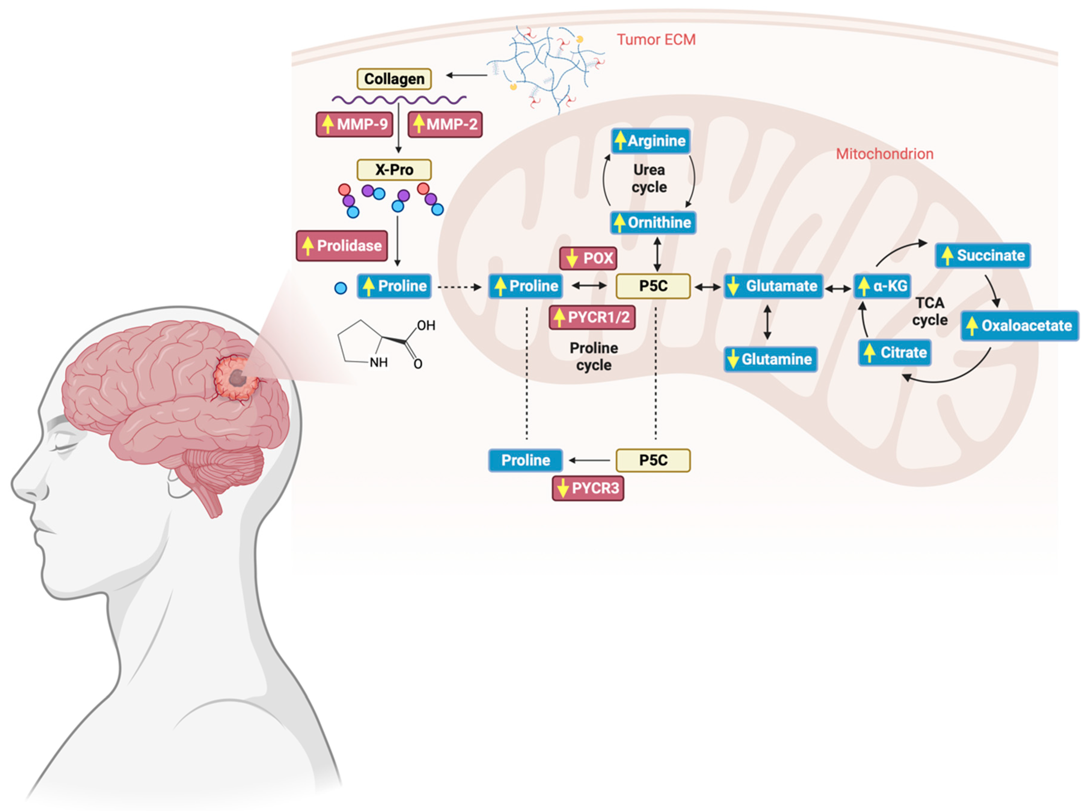 Cancers 16 00456 g007 Cancers 16 00456 g007