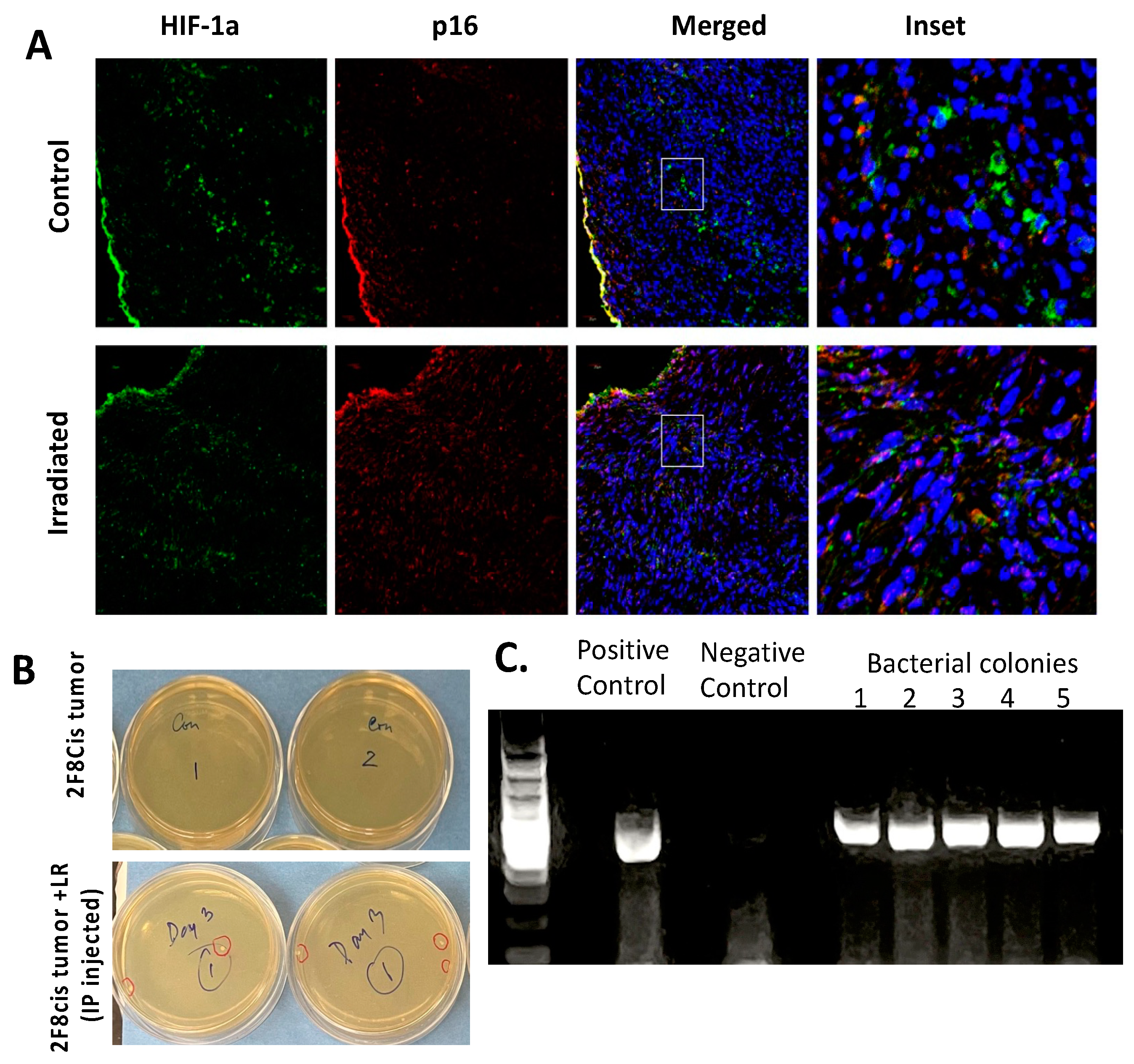 Cancers 16 00474 g007 Cancers 16 00474 g007