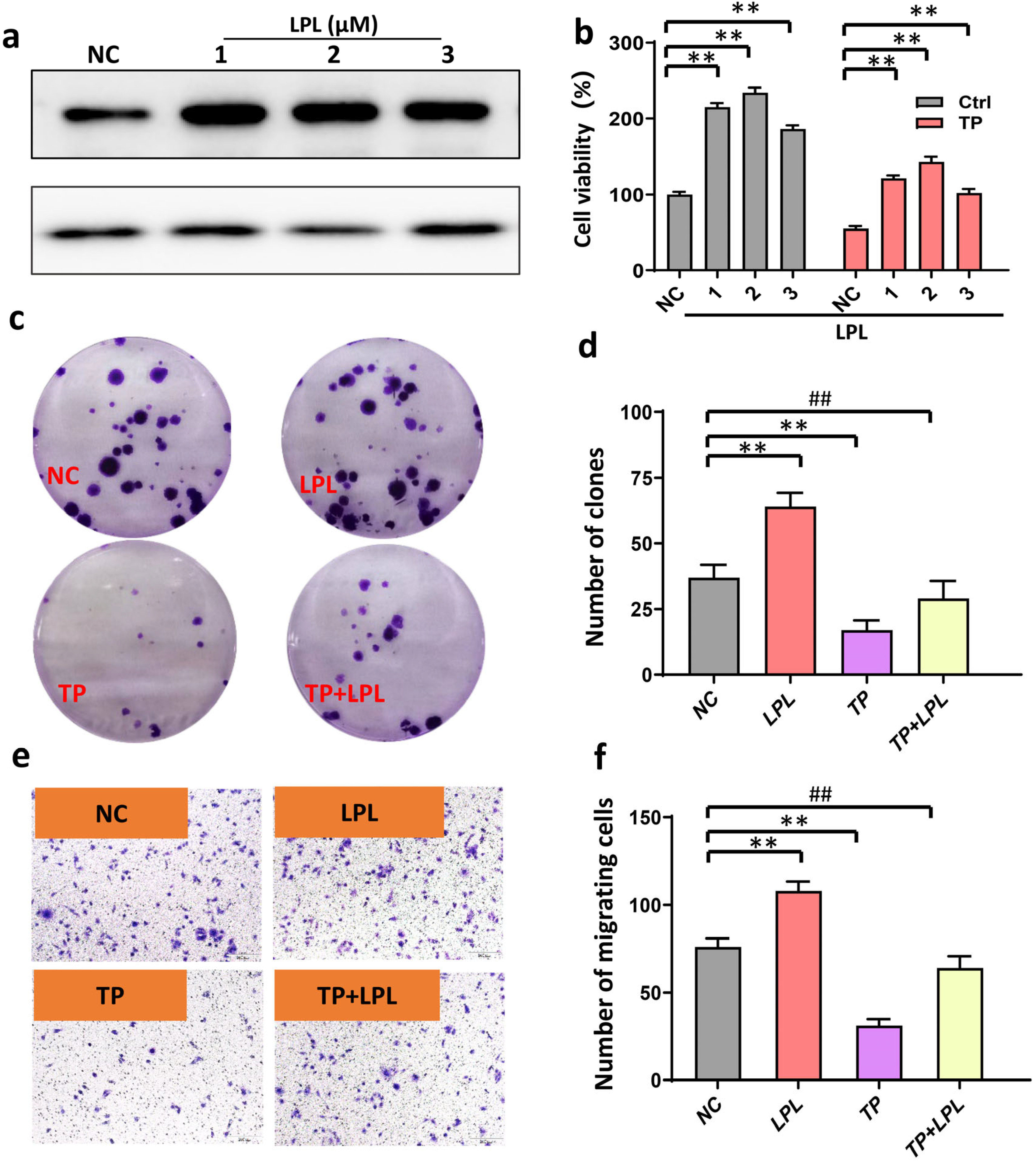 Cancers 16 00550 g005