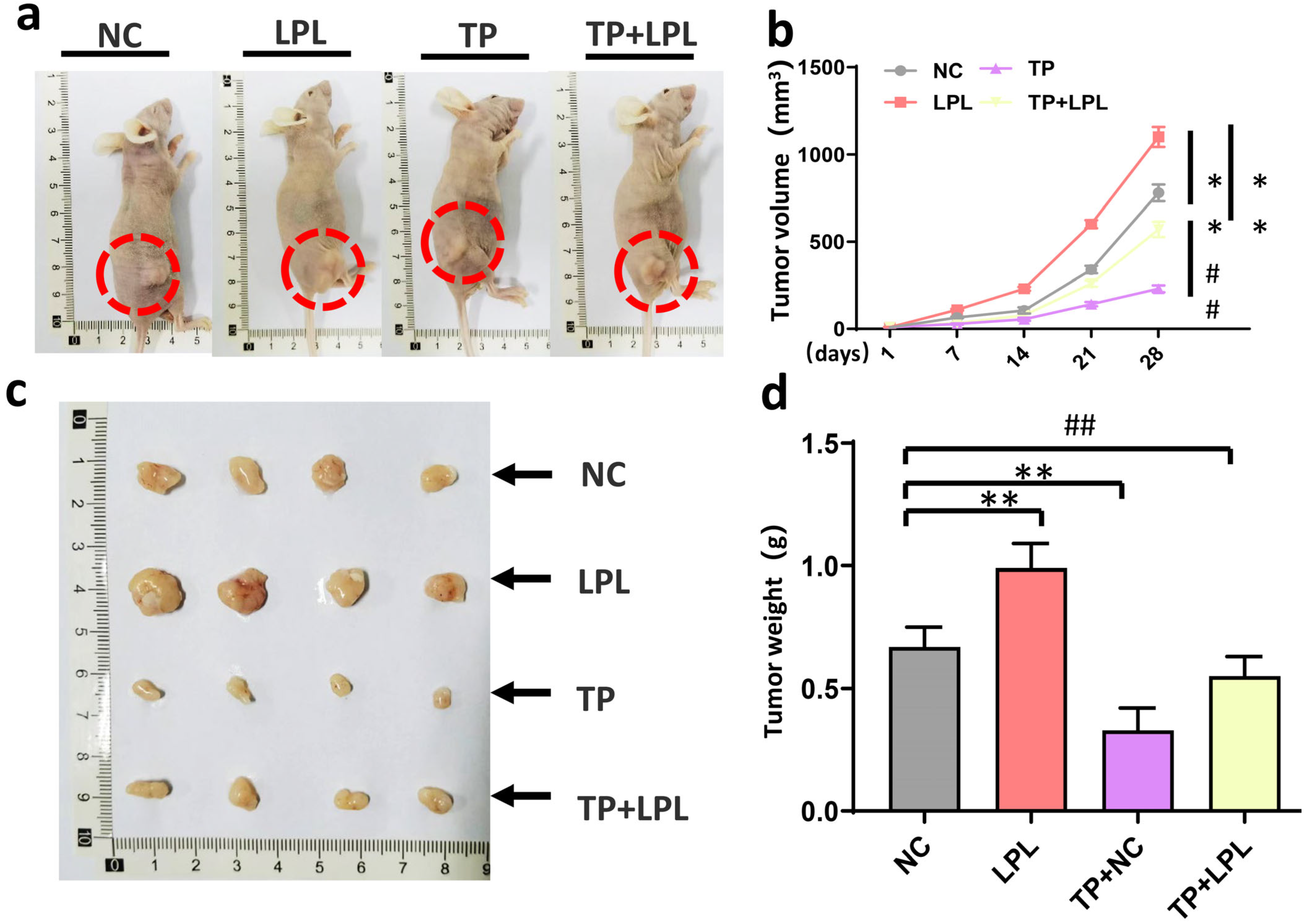 Cancers 16 00550 g006