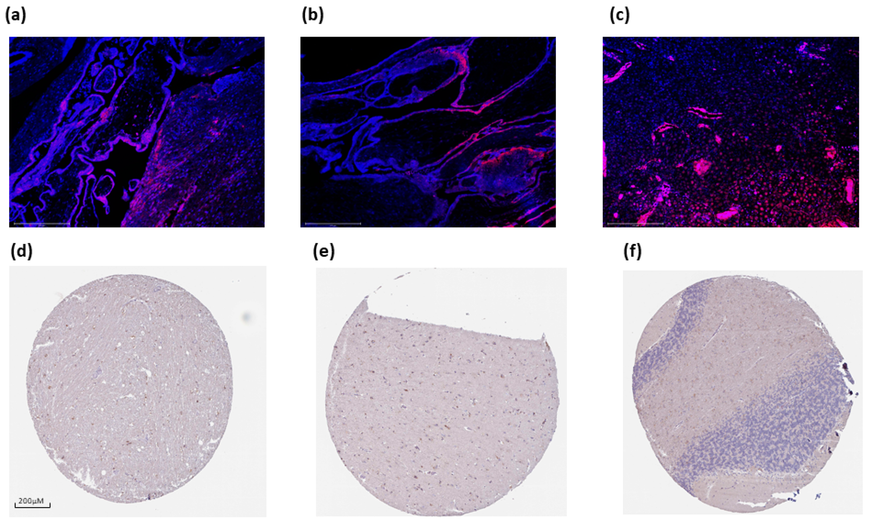 Cancers 16 00582 g007
