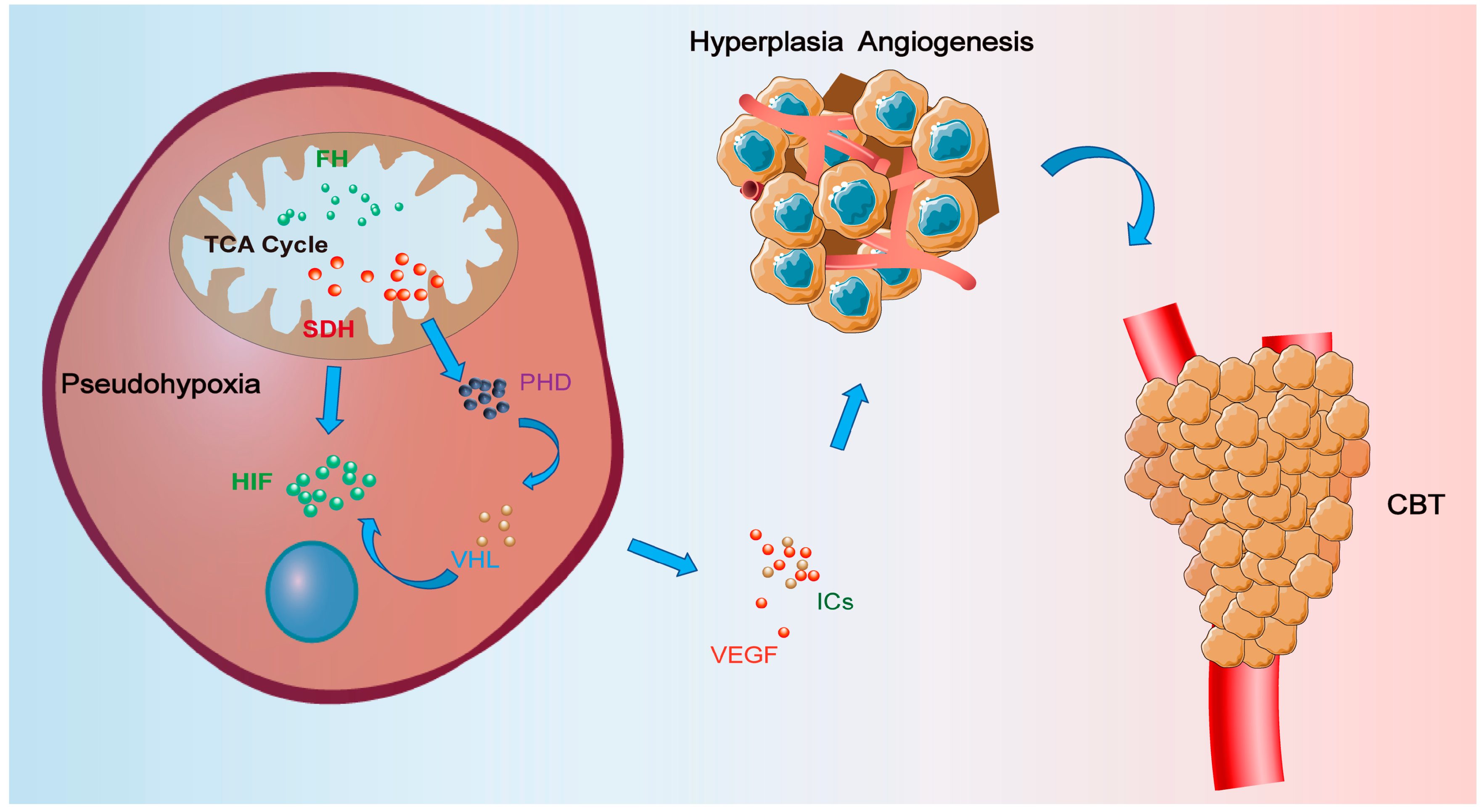 Cancers 16 00584 g001