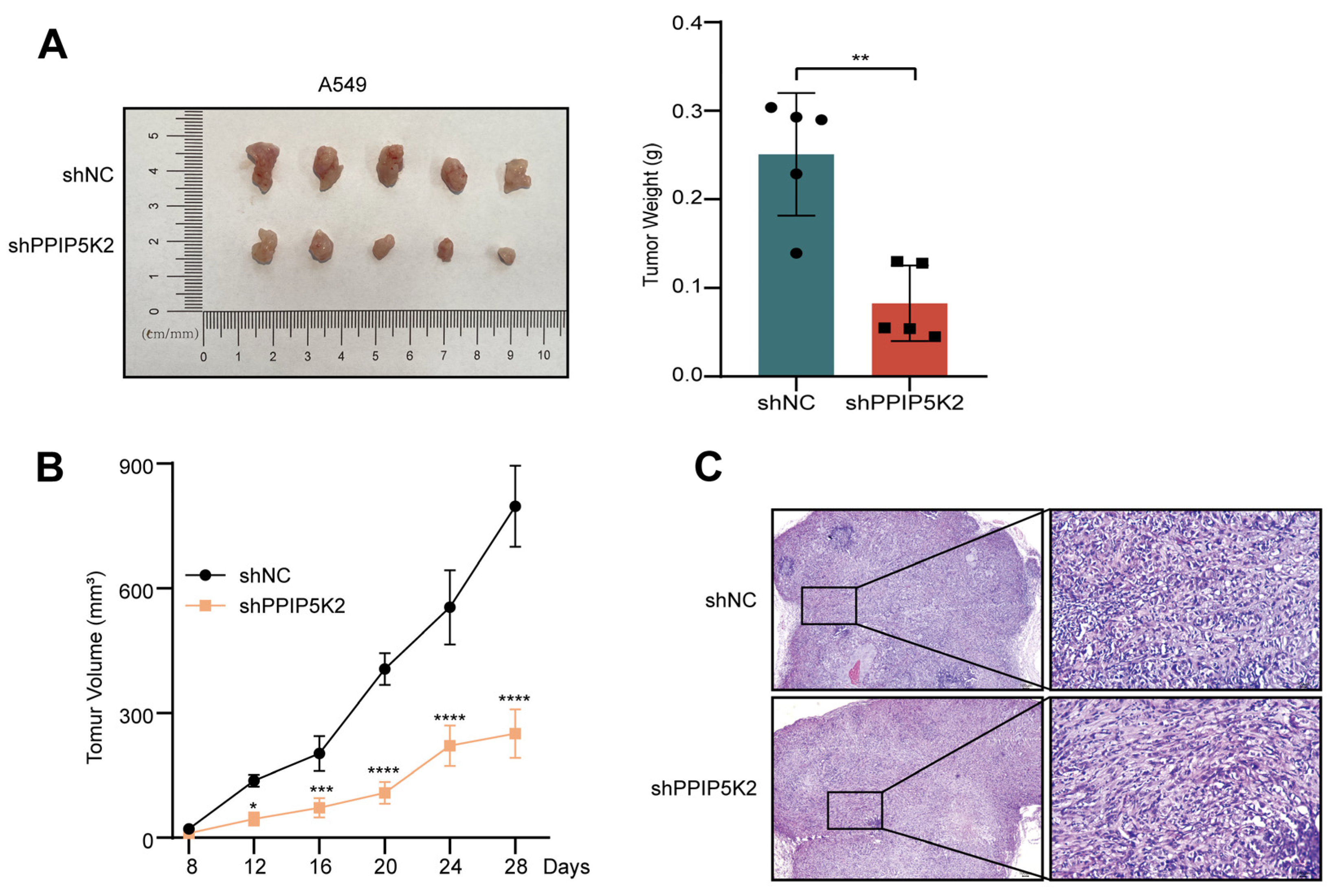 Cancers 16 00590 g003