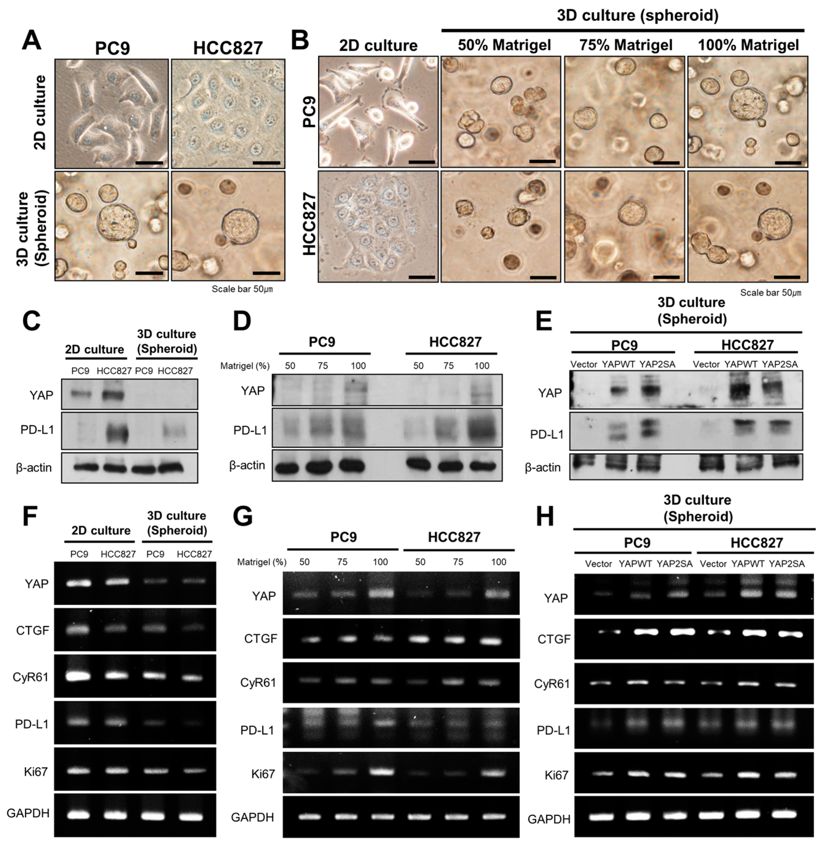 Cancers 16 00598 g003