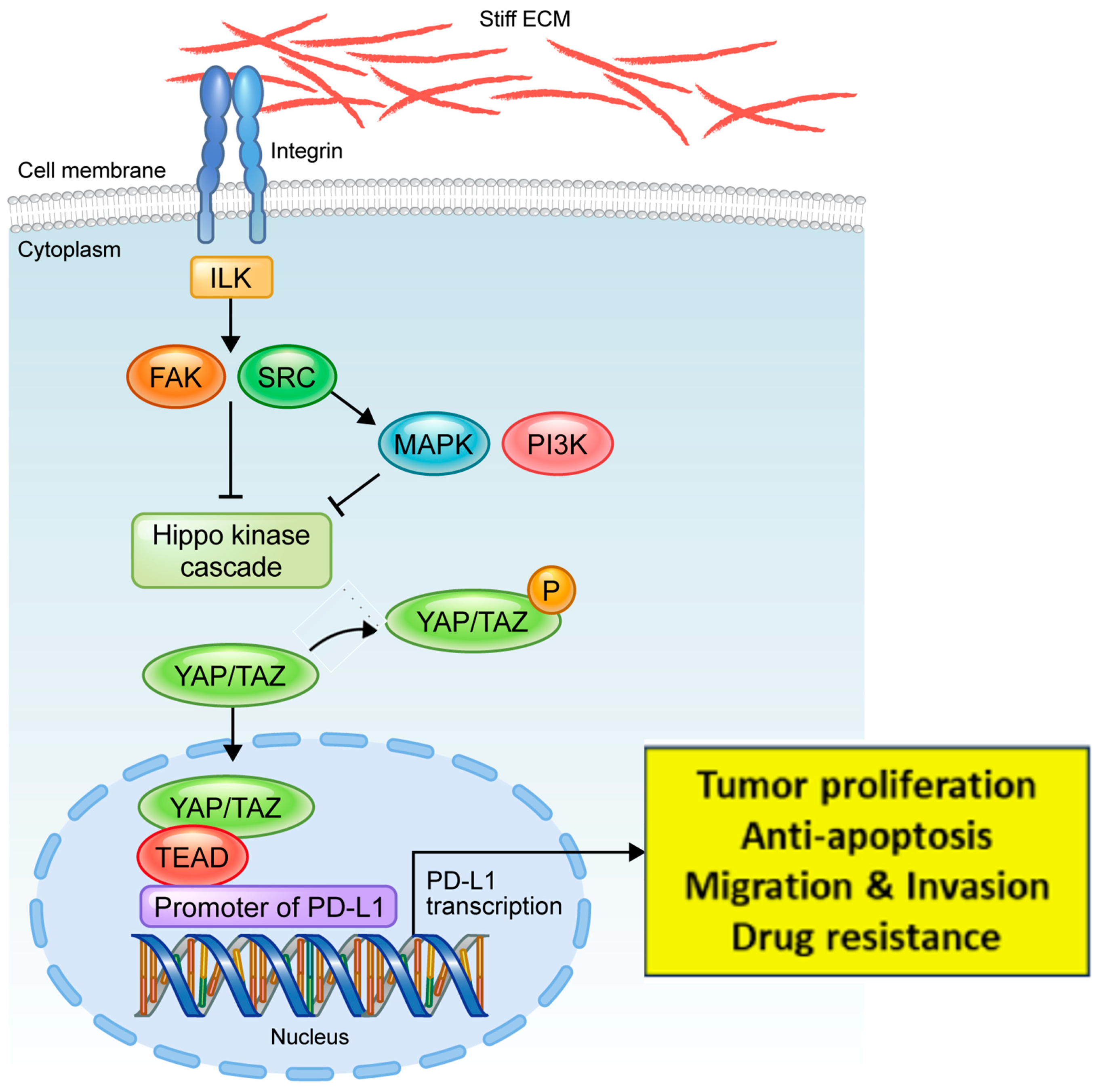 Cancers 16 00598 g004