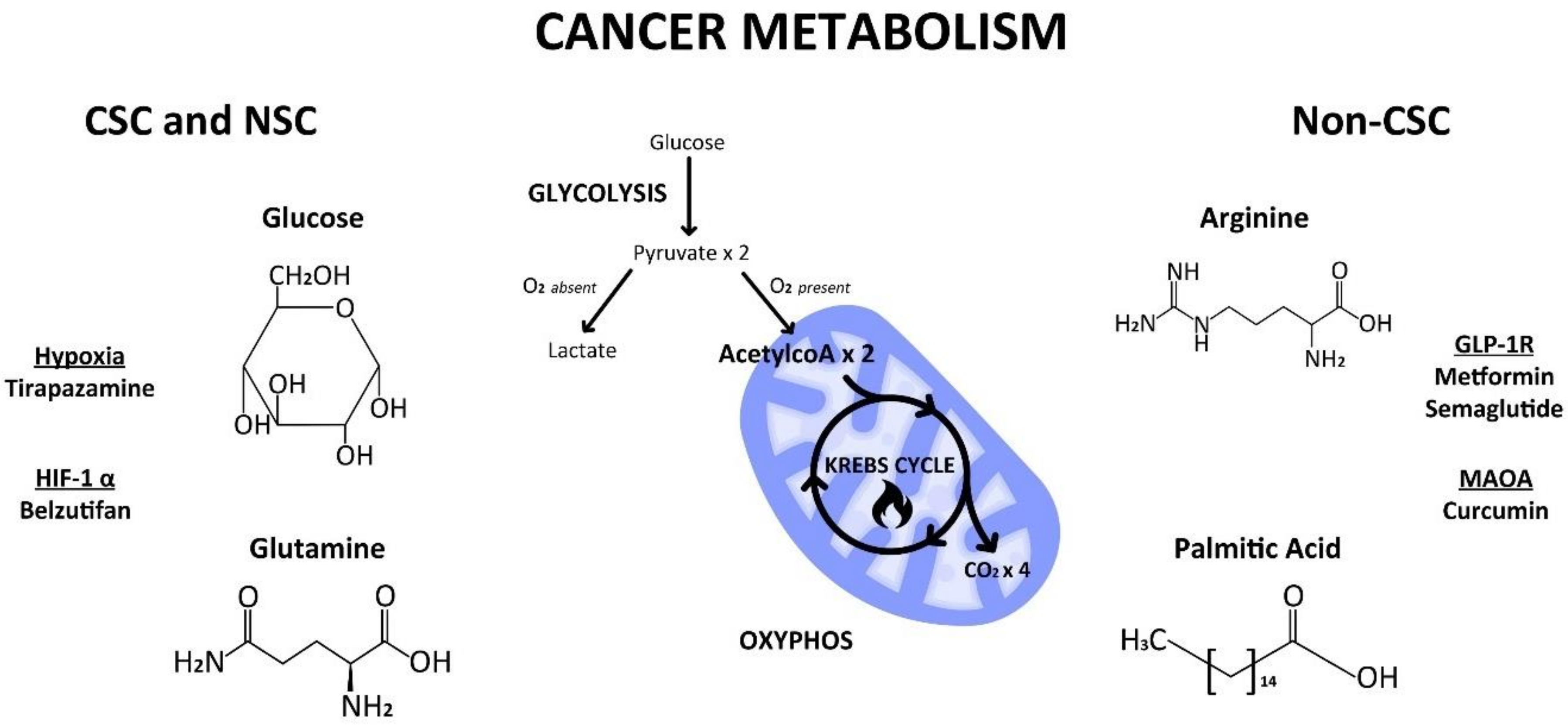 Cancers | Free Full-Text | Stem Cell Theory of Cancer: Clinical ...