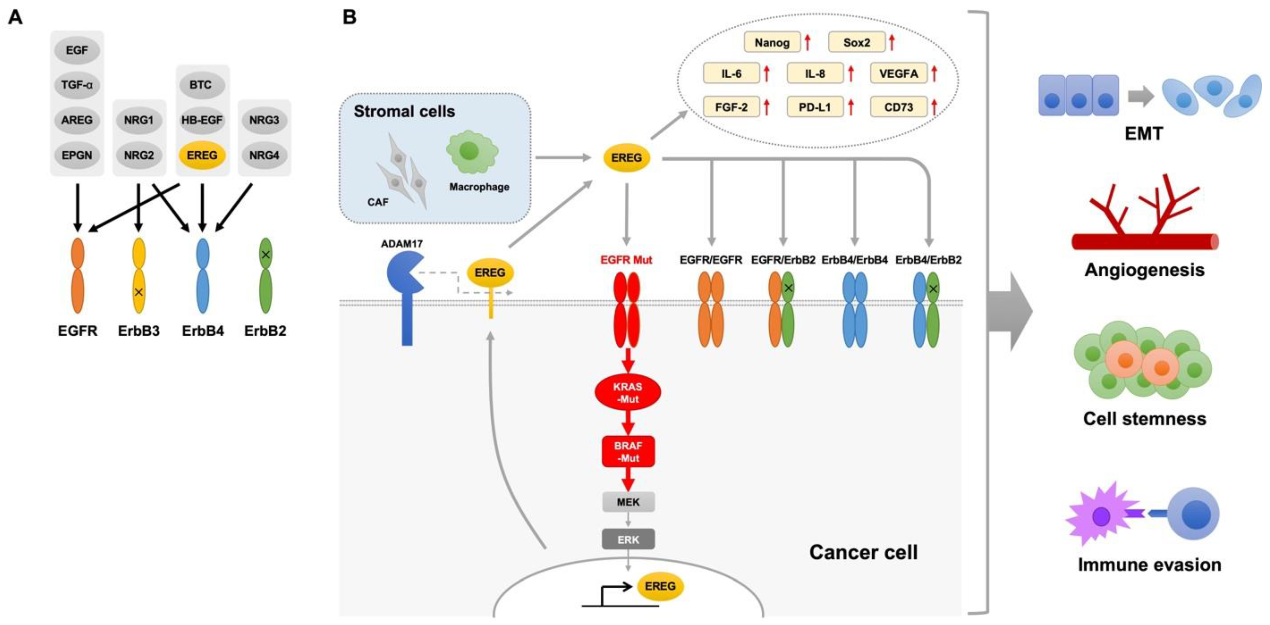 Cancers 16 00710 g002 Cancers 16 00710 g002
