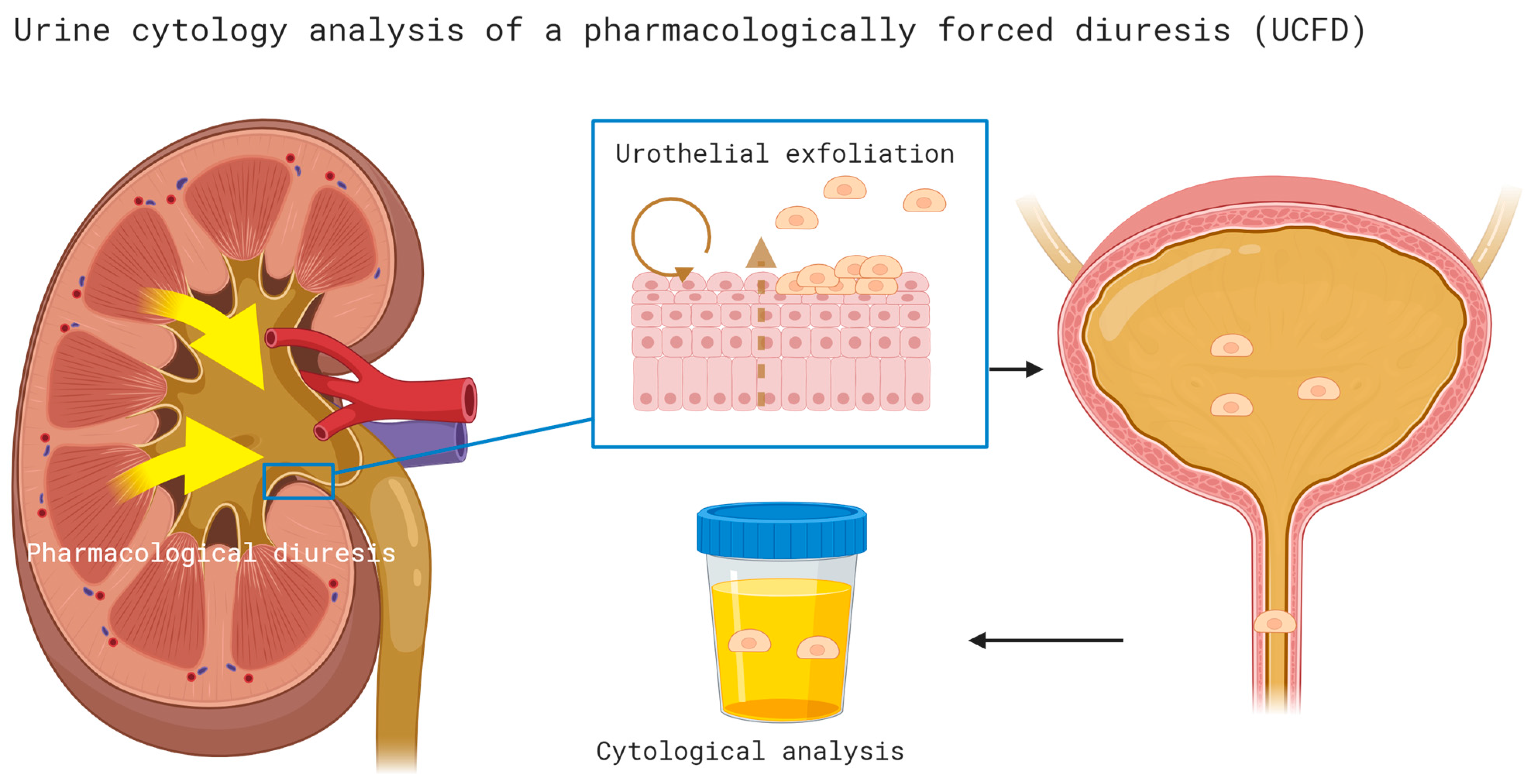 Cancers 16 00758 g001