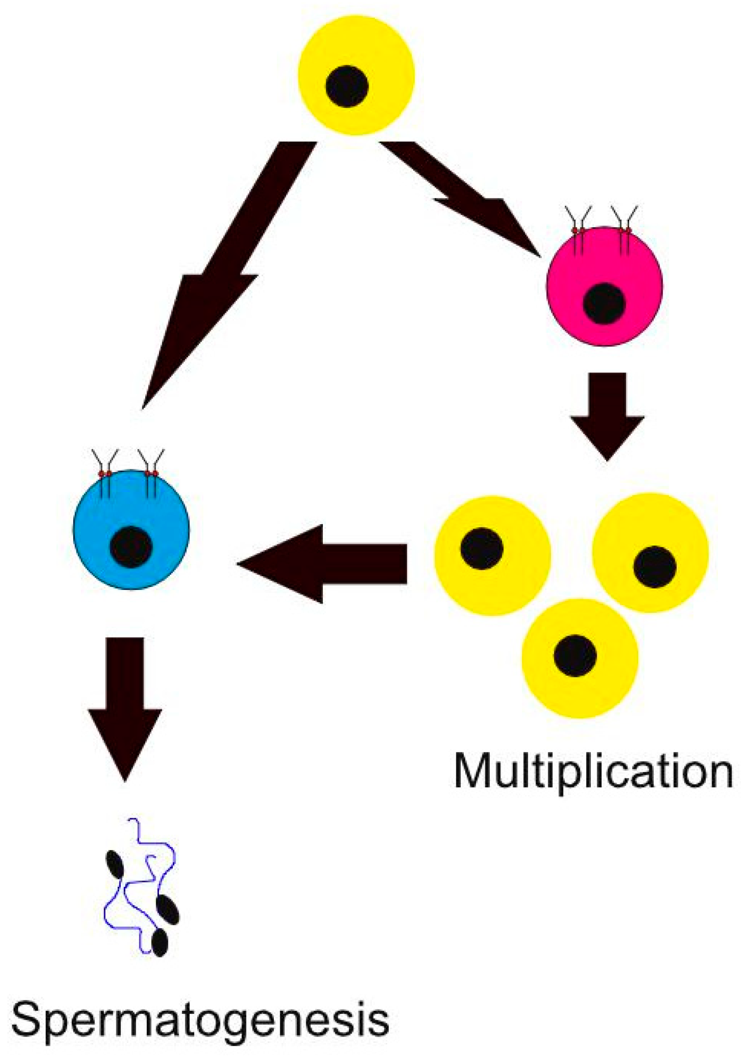 Cancers 16 00791 g001