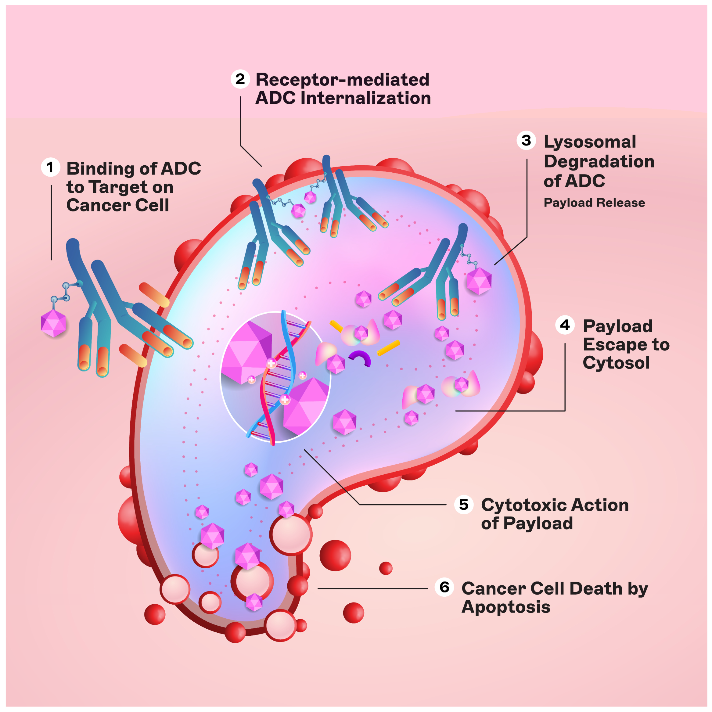 Cancers 16 00800 g002