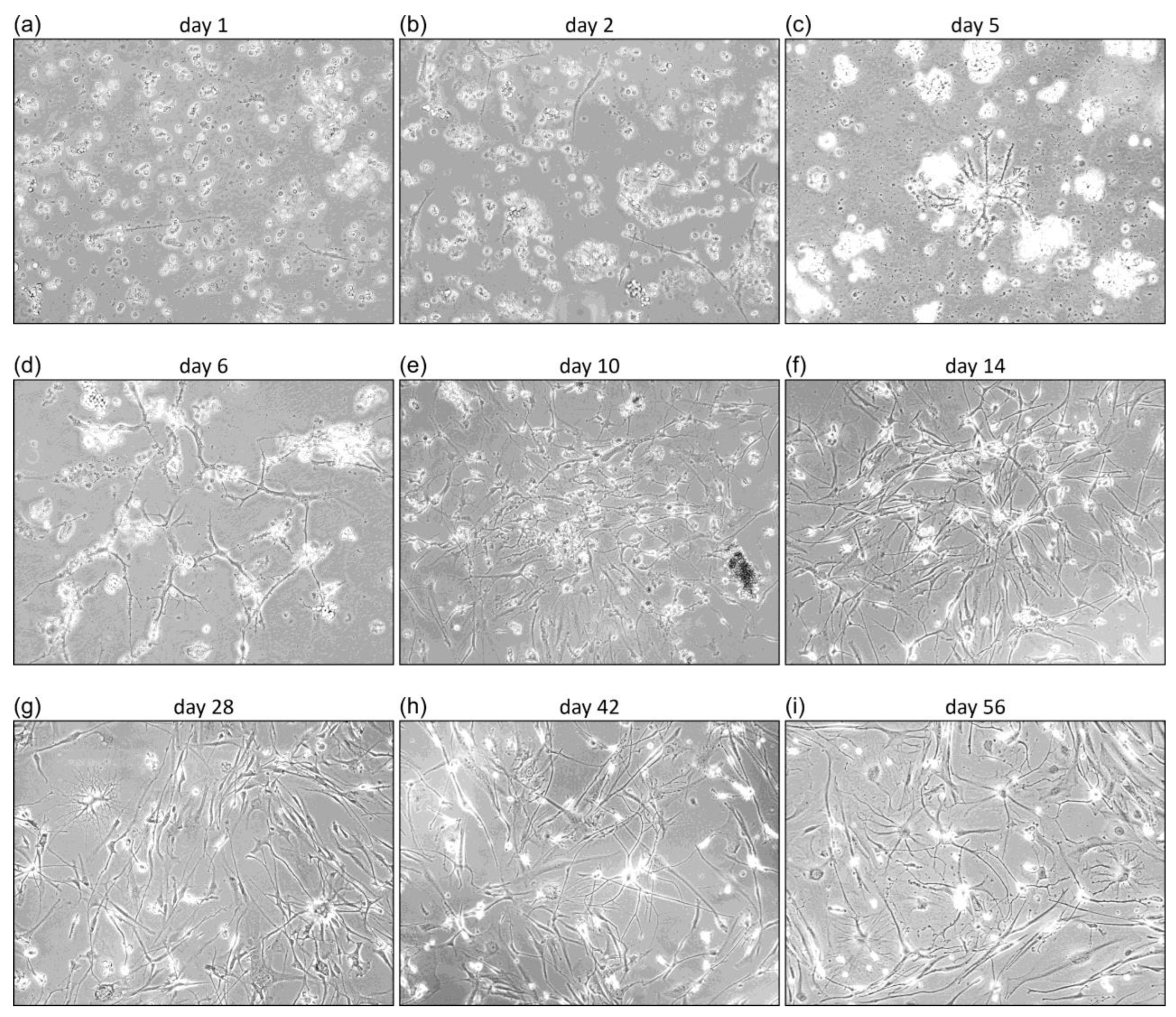 Cancers 16 00814 g001