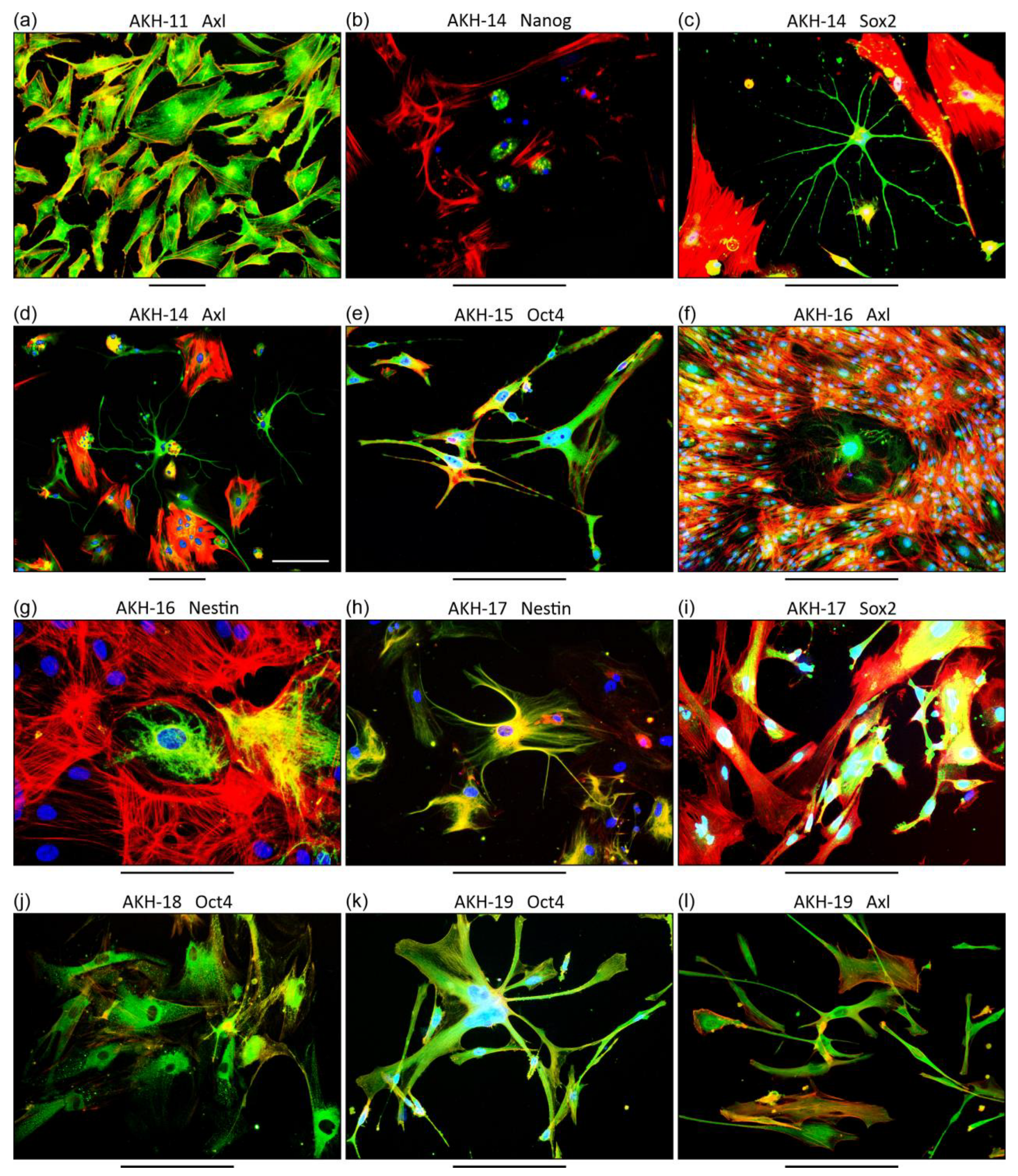 Cancers 16 00814 g002