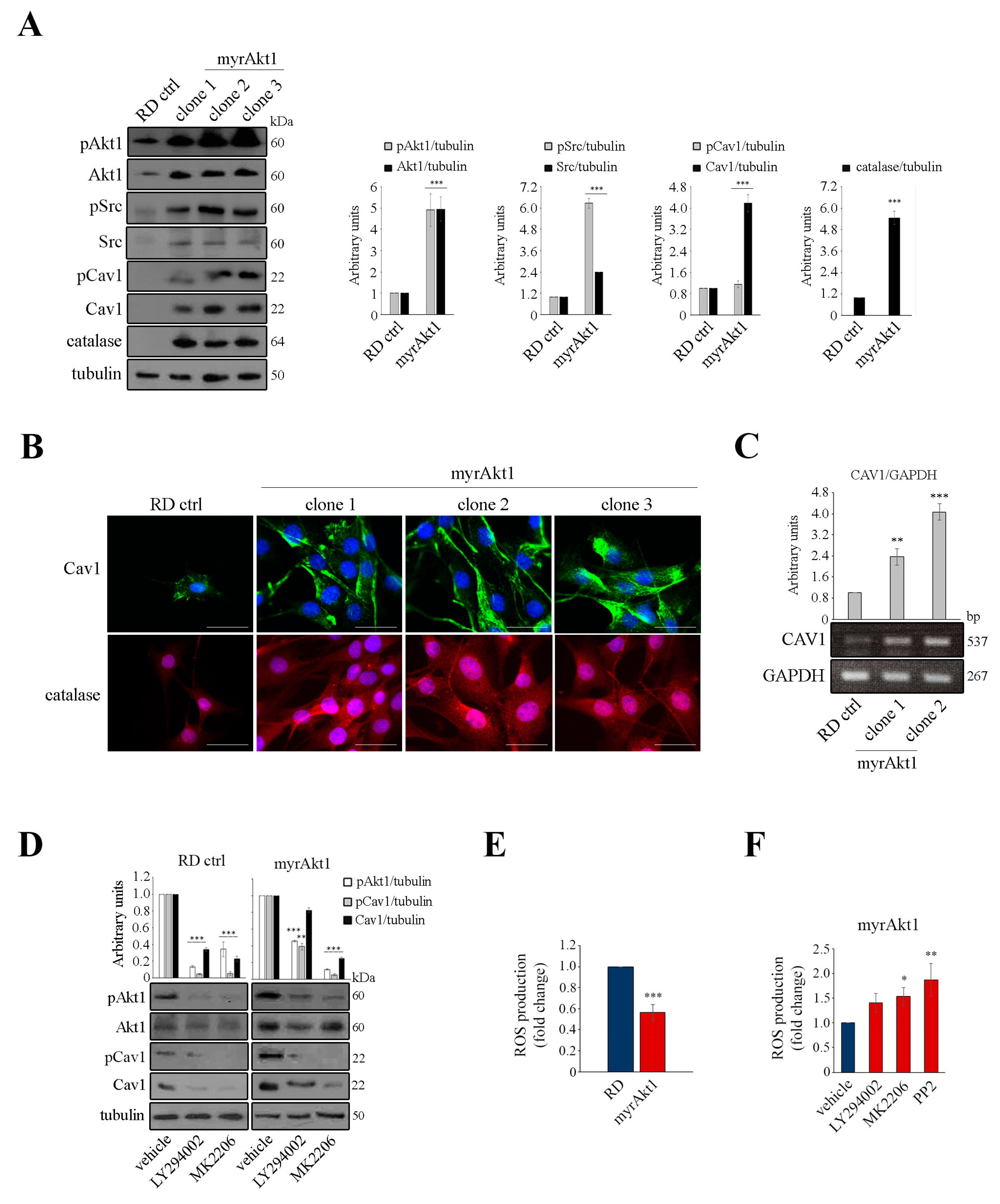Cancers 16 00853 g002 Cancers 16 00853 g002