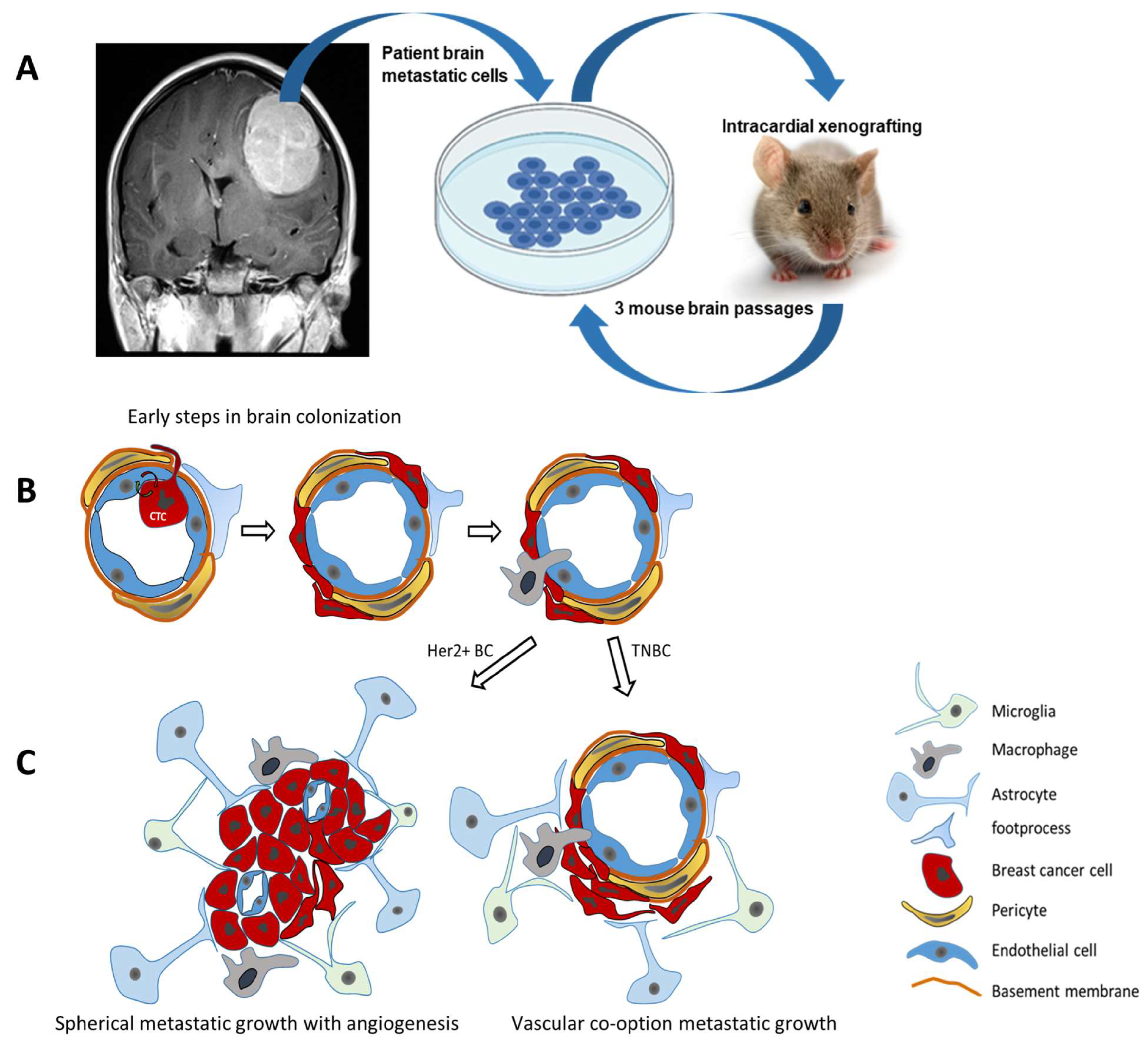 Cancers 16 00911 g003