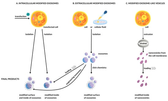 Cancers | Free Full-Text | Exosomes—Promising Carriers for Regulatory ...