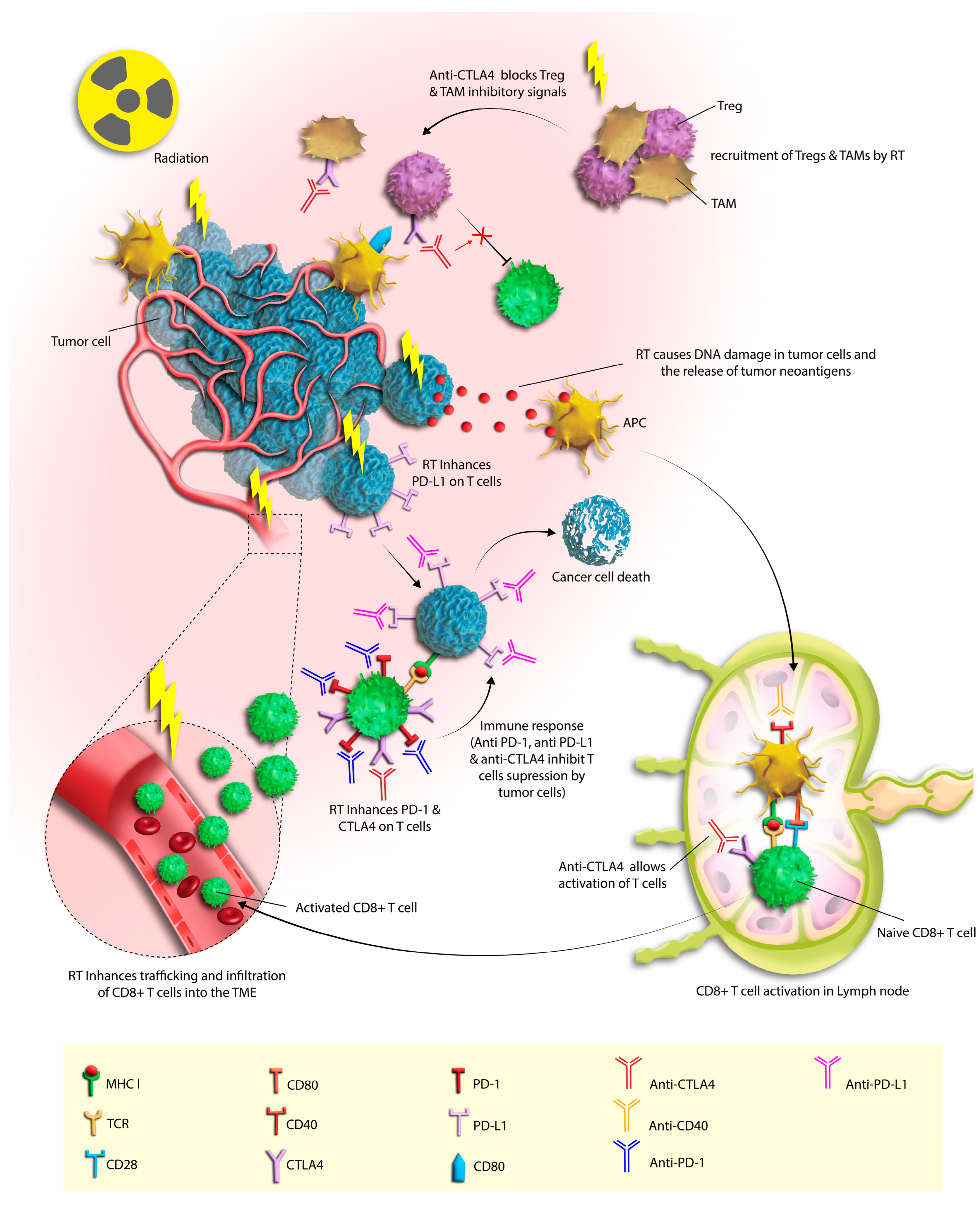 Cancers 16 01058 g001