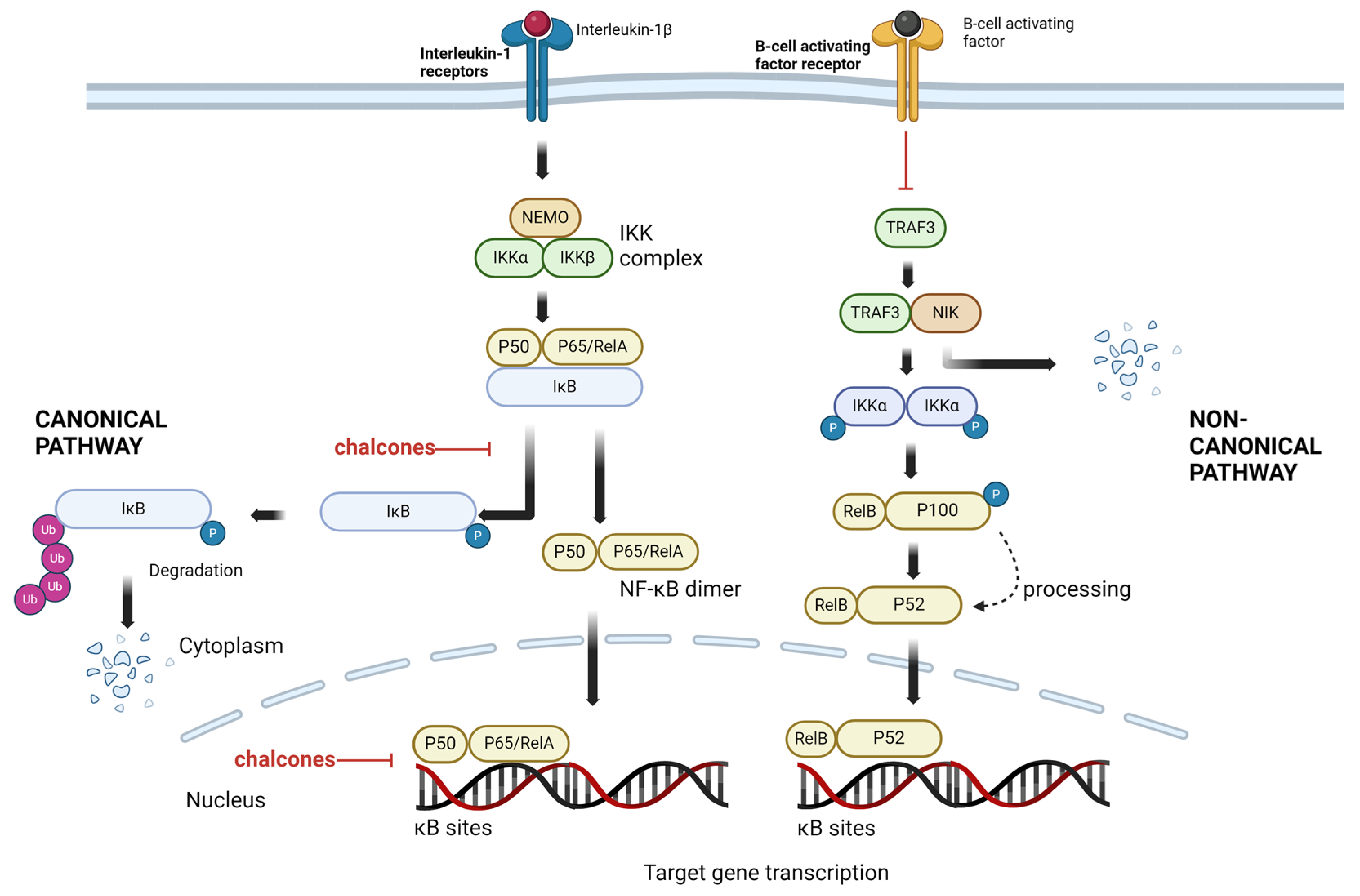 Cancers 16 01092 g004