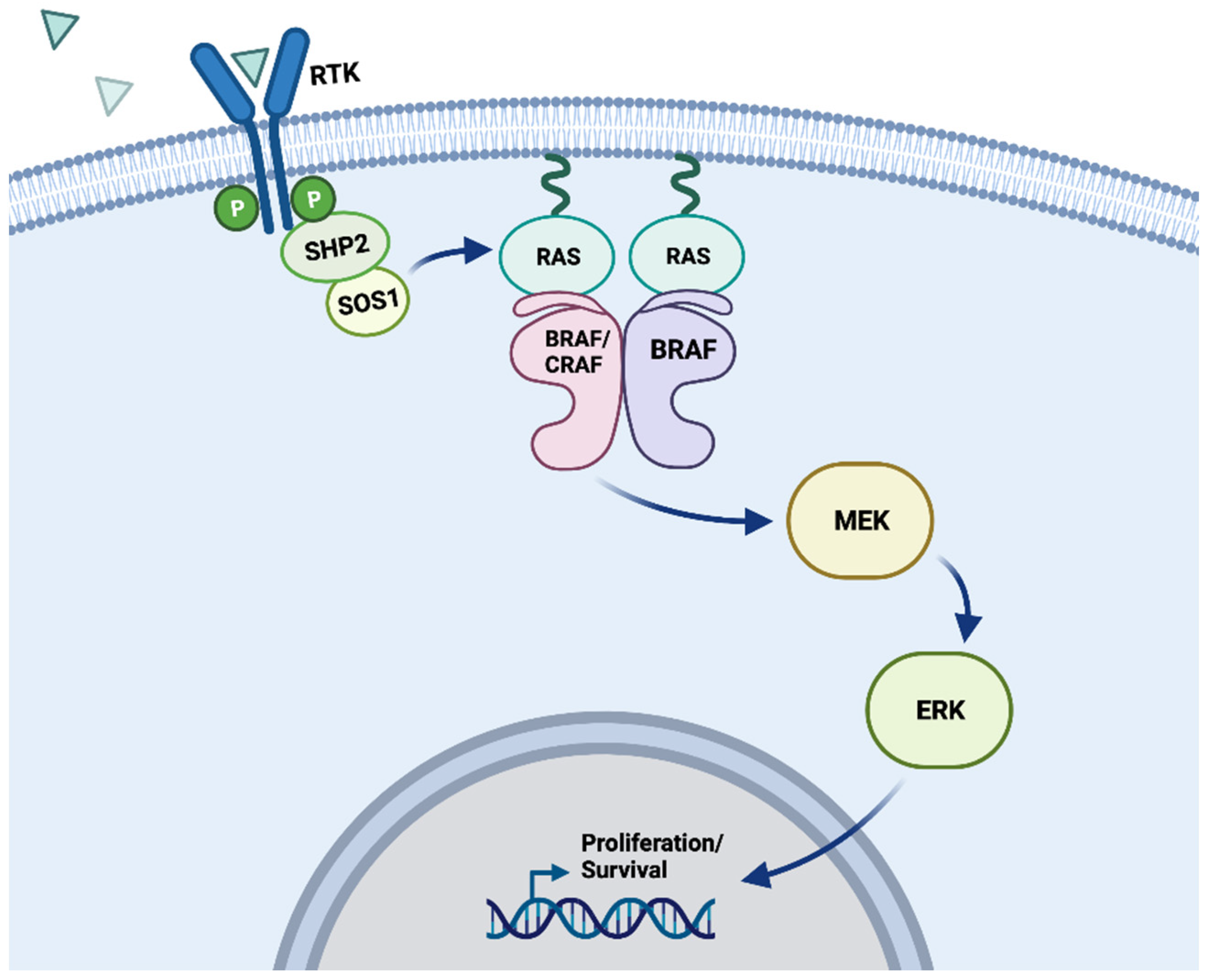 Cancers | Free Full-Text | Mutations in the Serine/Threonine Kinase BRAF:  Oncogenic Drivers in Solid Tumors